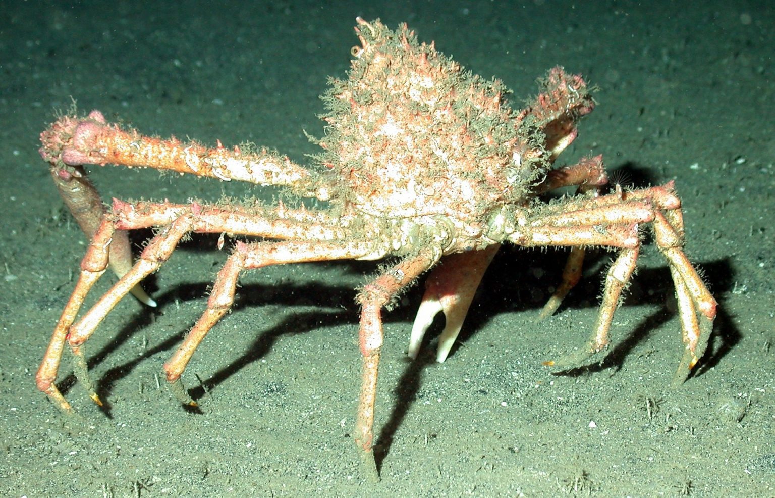 Cornish king crab