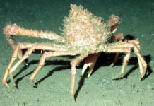 Cornish king crab