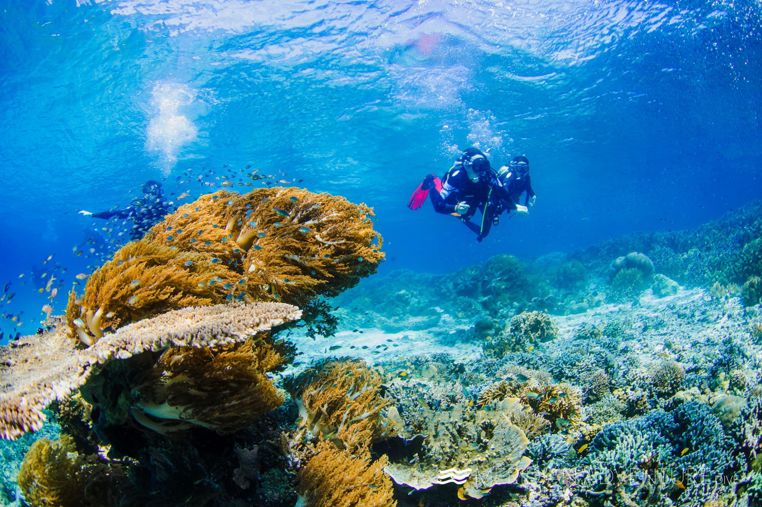 Diving in Raja Ampat - Meridian Adventure Dive.