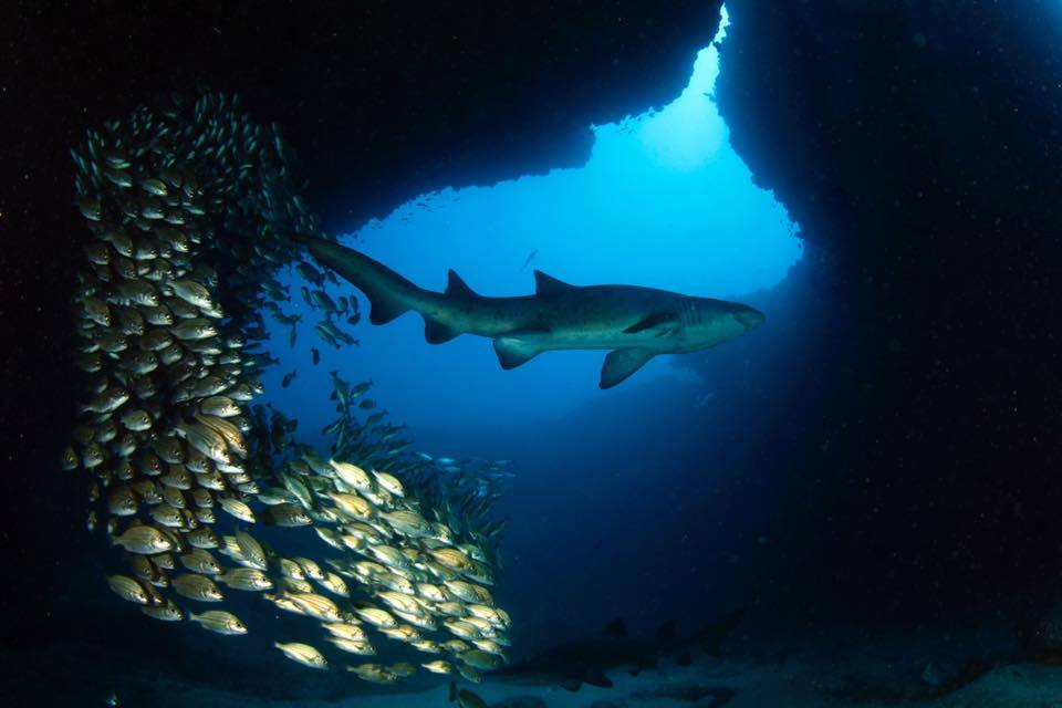 Spectacular Sardine Run