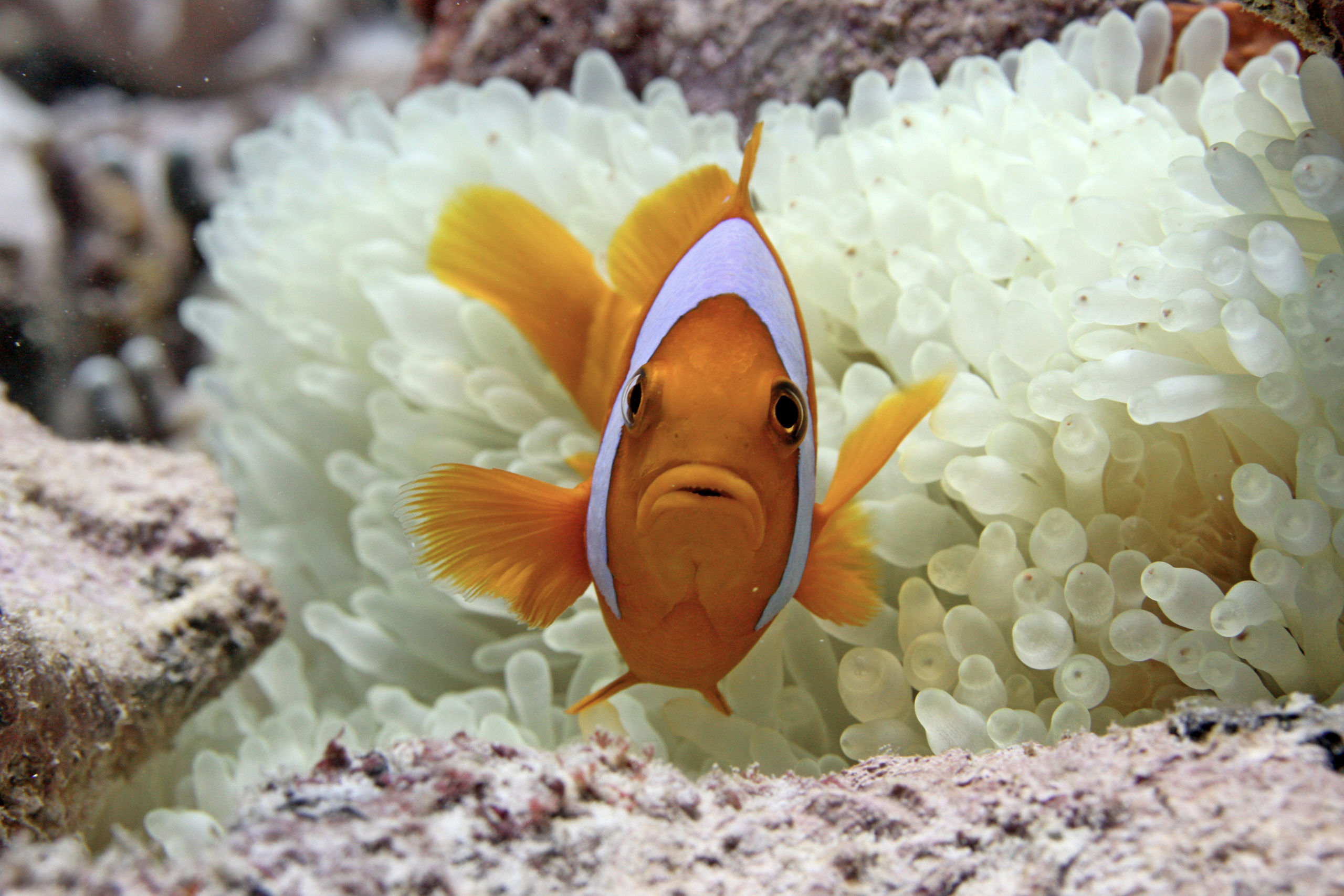 Chagos Archipelago the Last Frontier for Coral Reefs.