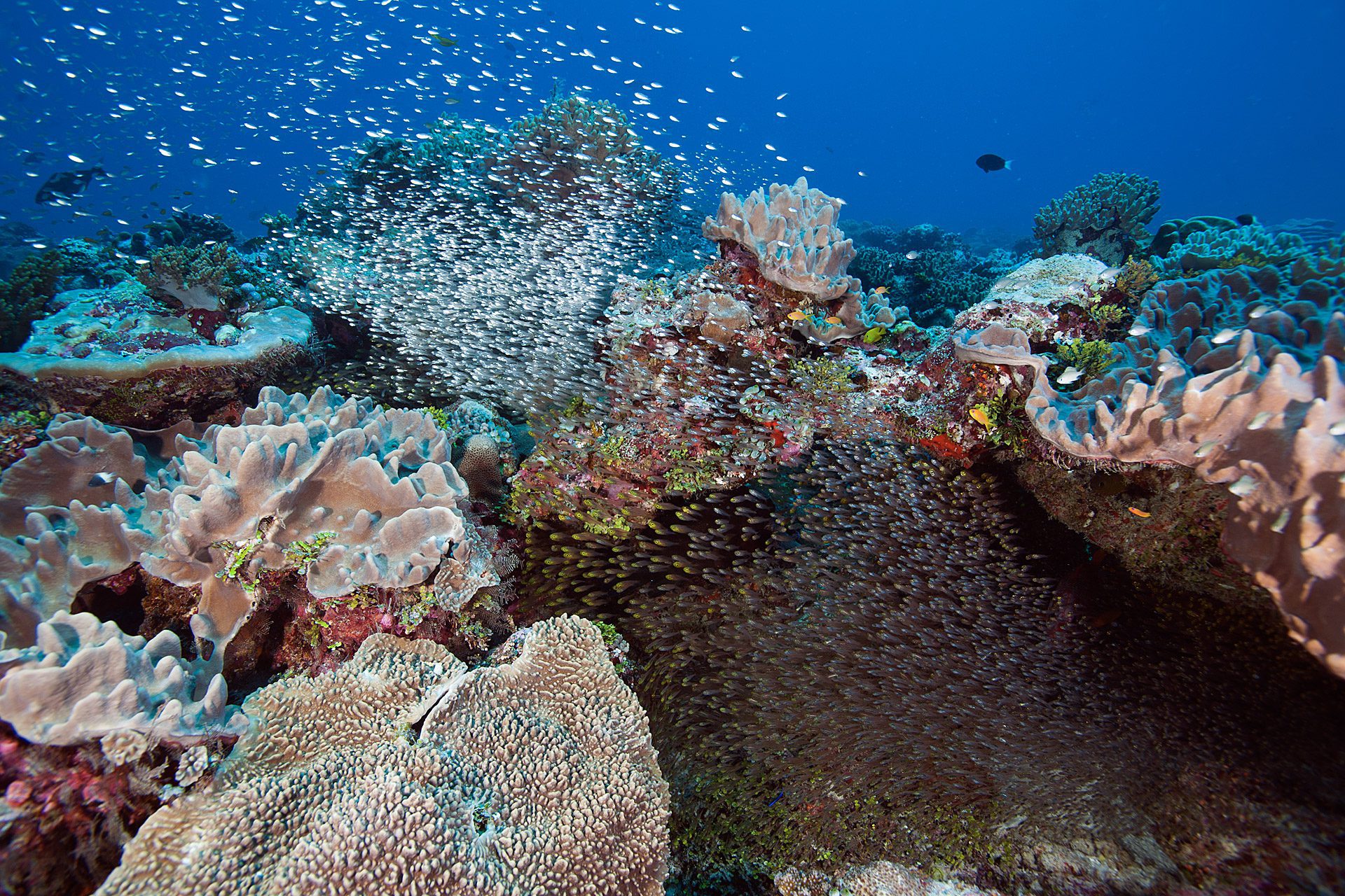 Chagos Archipelago