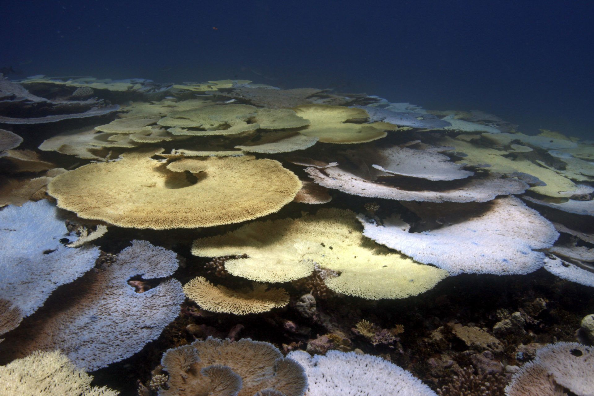 Chagos Archipelago the Last Frontier for Coral Reefs.