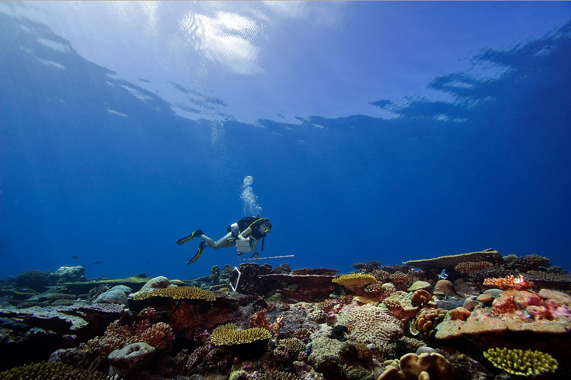 Chagos Archipelago the Last Frontier for Coral Reefs.