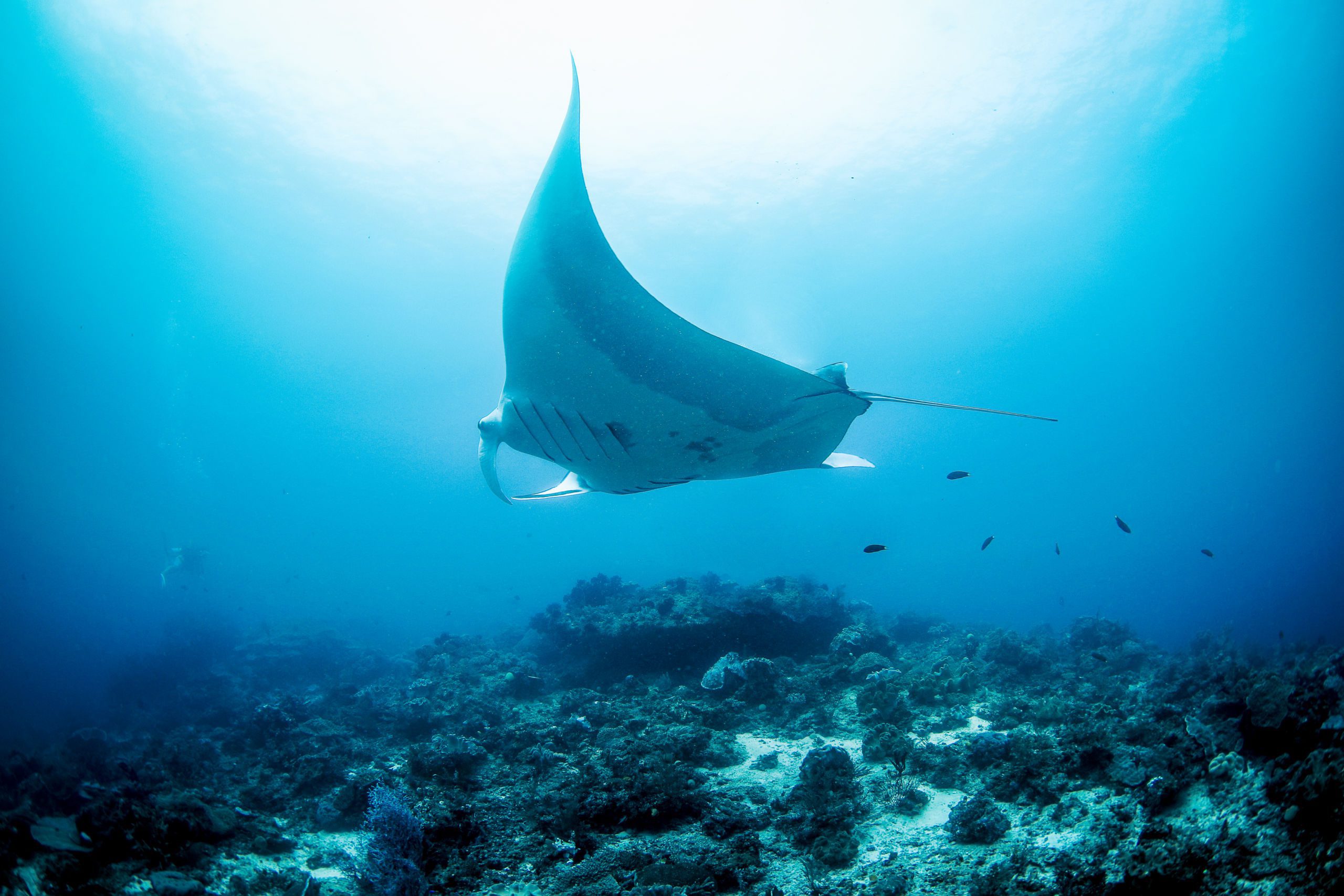 Diving in Raja Ampat - manta ray.