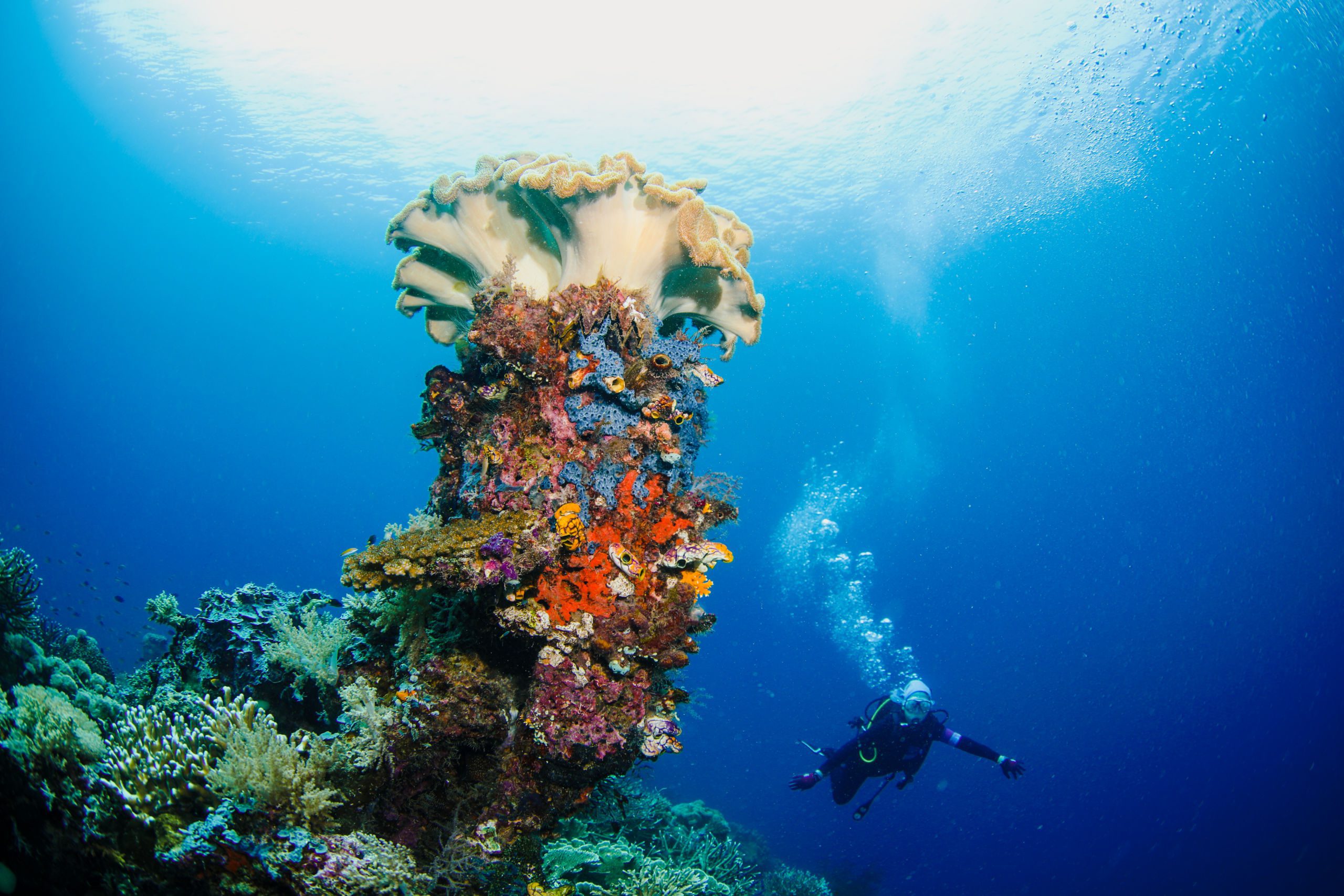 Diving in Raja Ampat - coral reef.