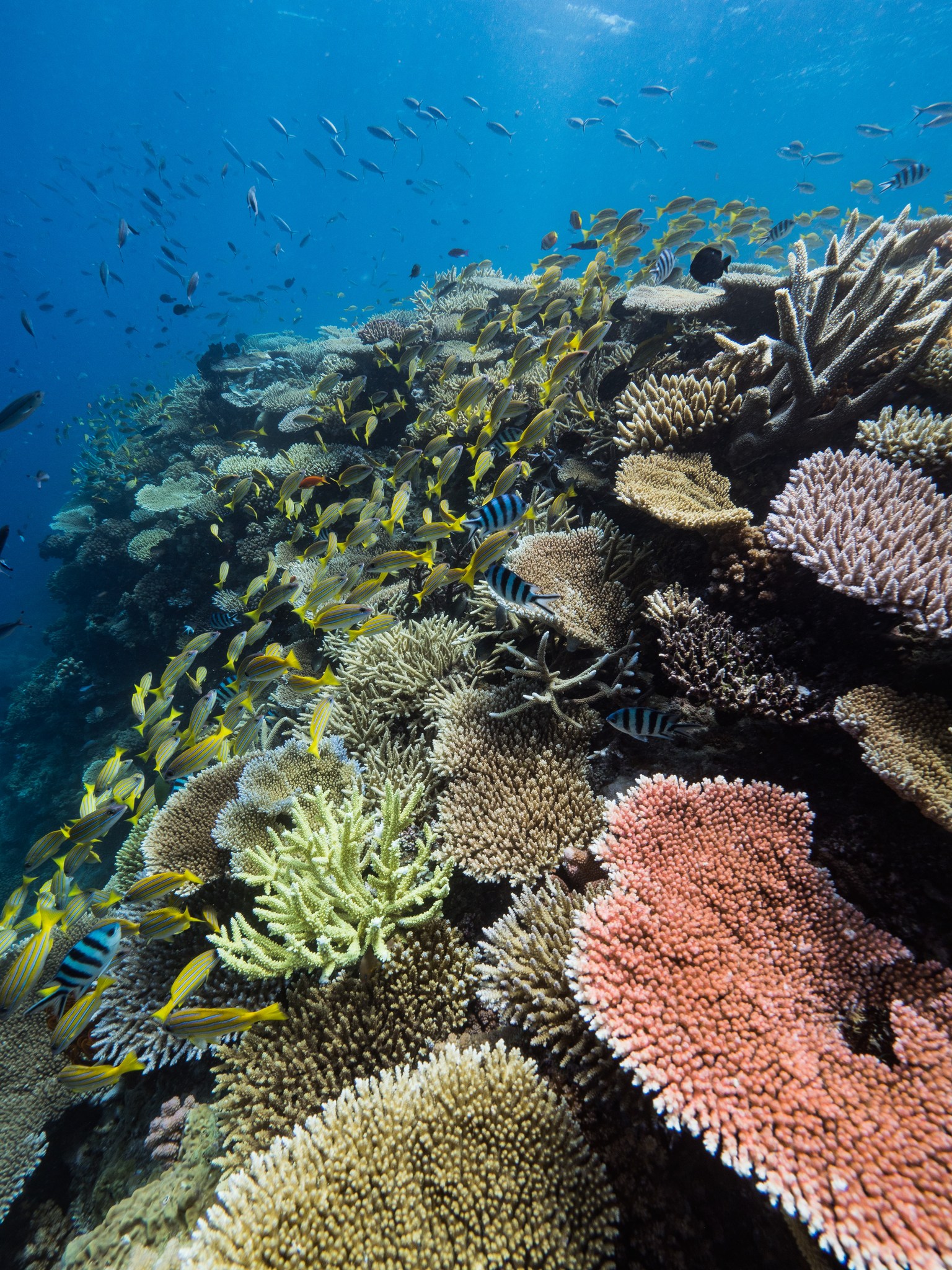 An incredible reef site seen during the Great Reef Census expedition on Spirit of Freedom.