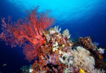 Scuba Diving at Apo Reef National Park