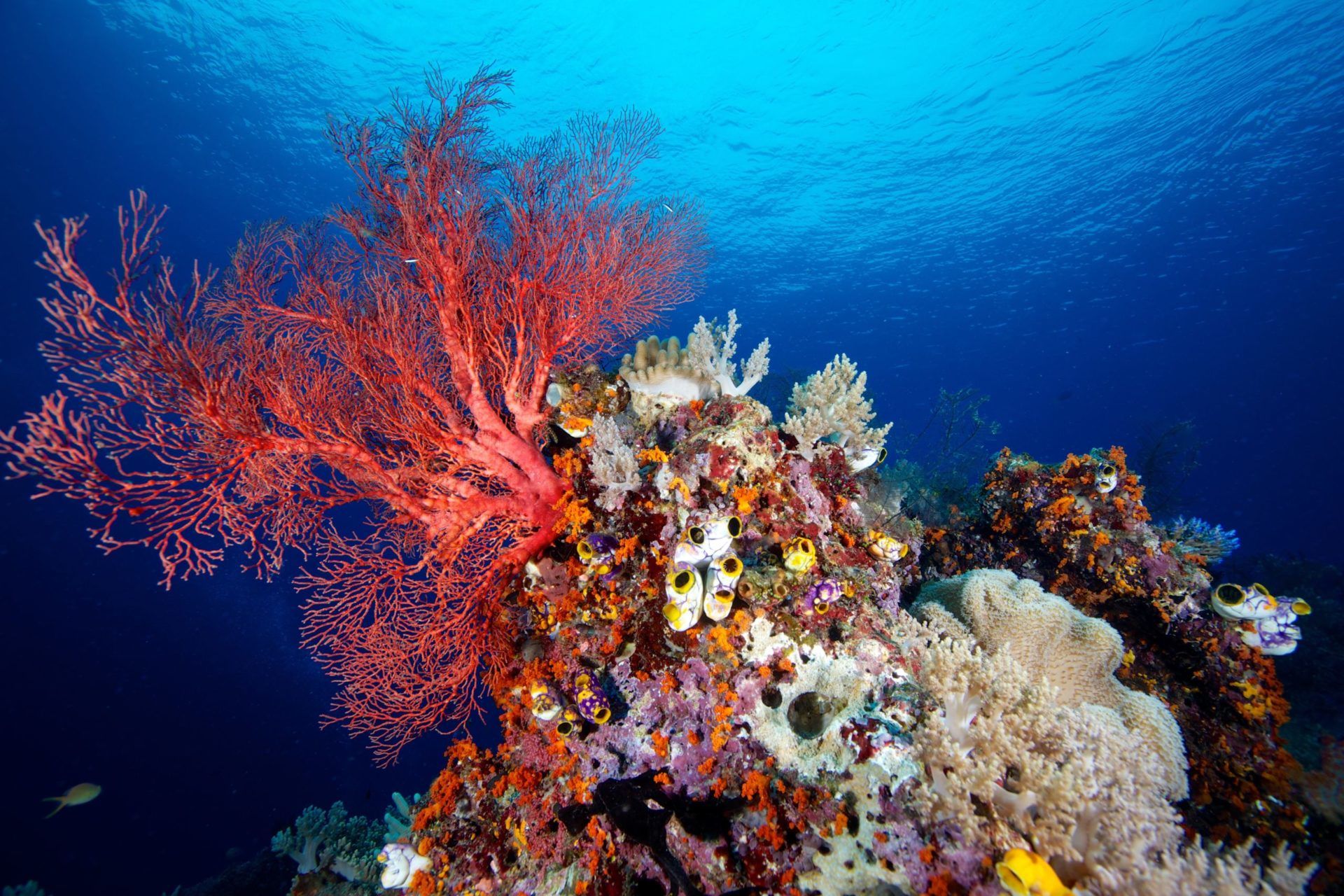 Scuba Diving at Apo Reef National Park