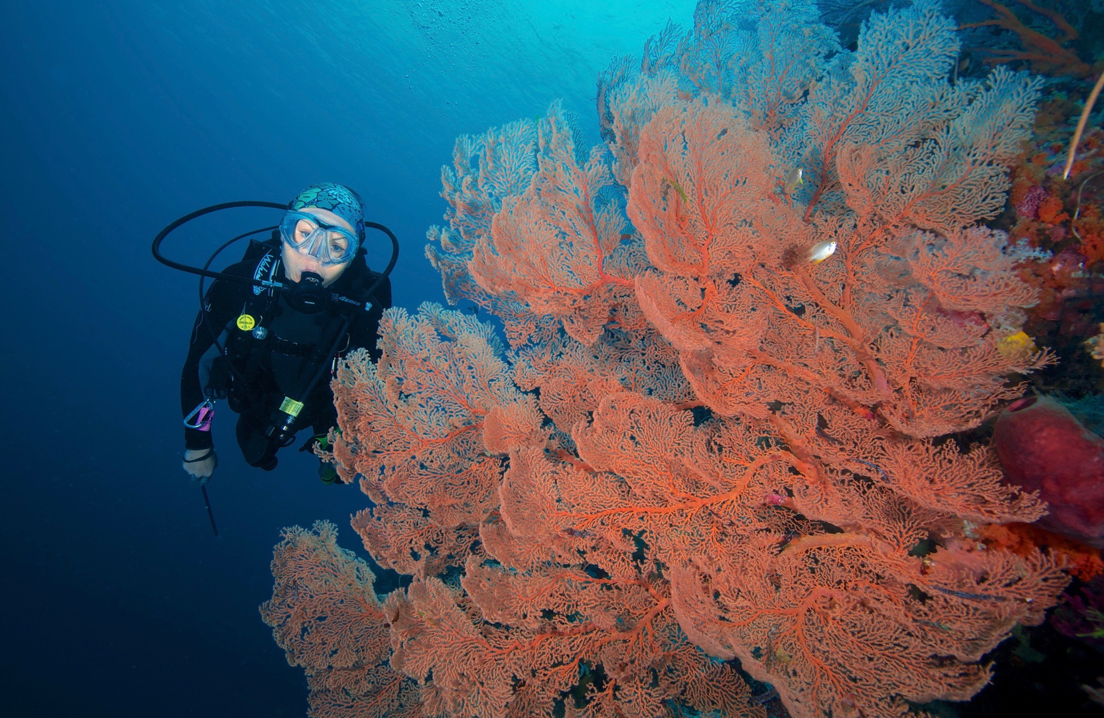 Apo Reef by Greg Piper