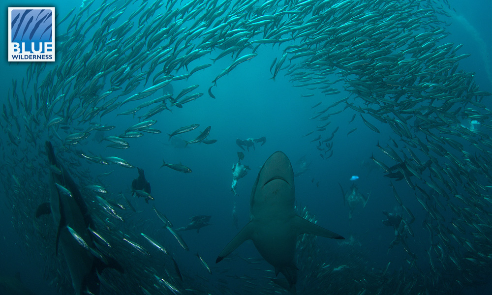 Spectacular Sardine Run