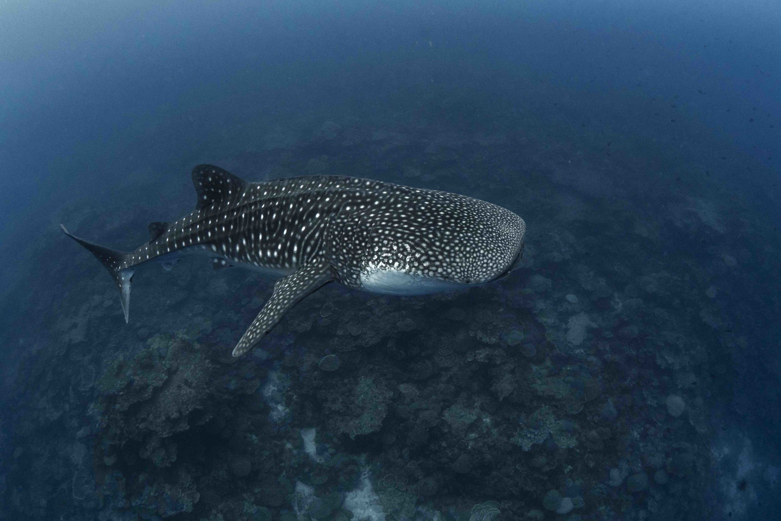 Christmas Island Diving Australia’s Galapagos