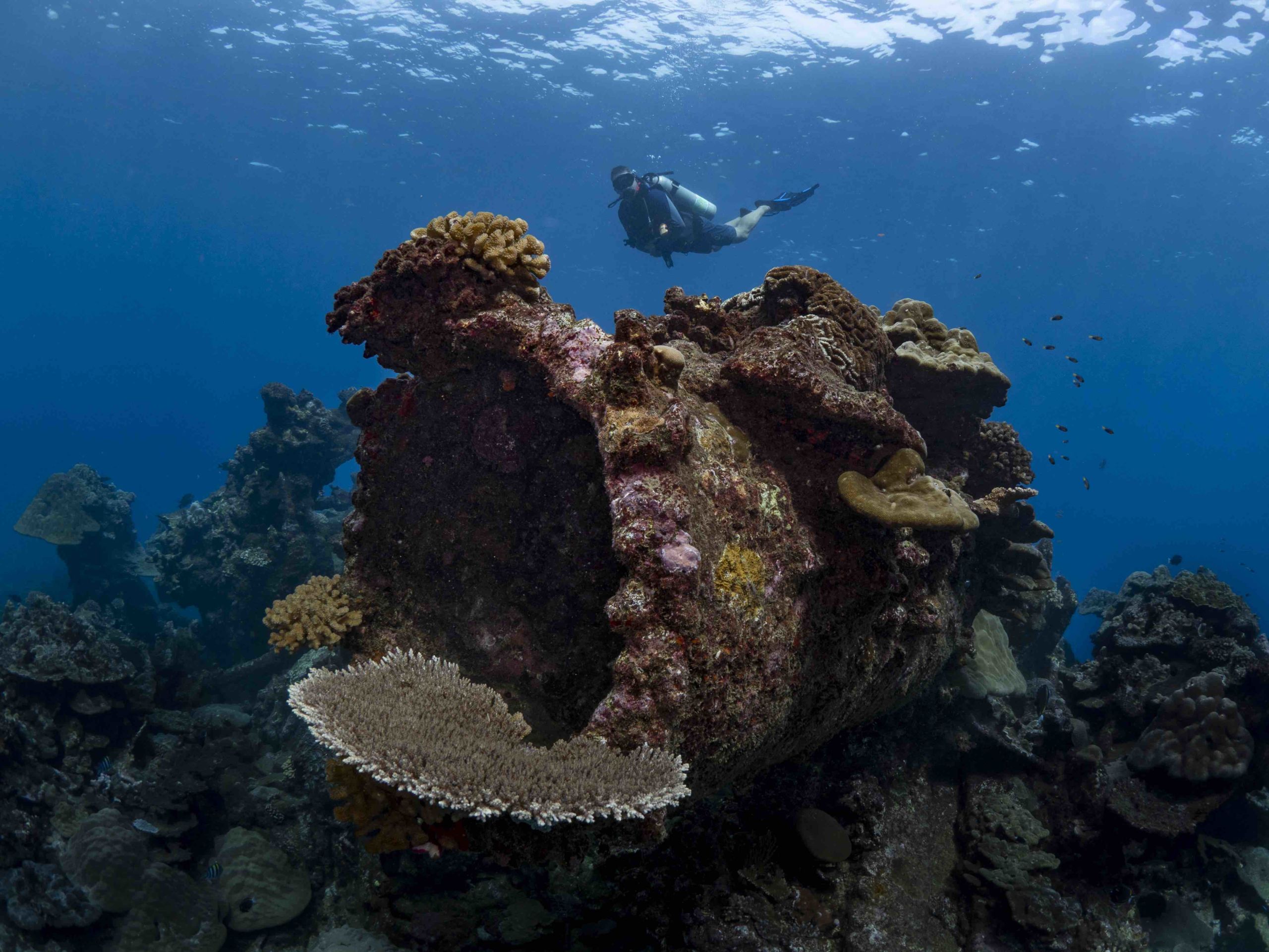 Christmas Island Diving Australia’s Galapagos