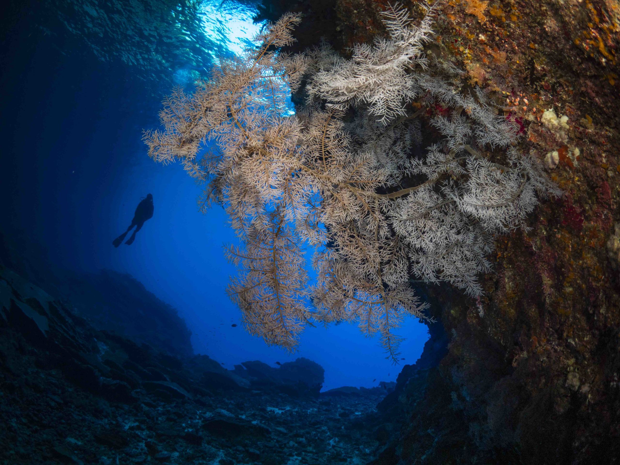 Christmas Island Diving Australia’s Galapagos