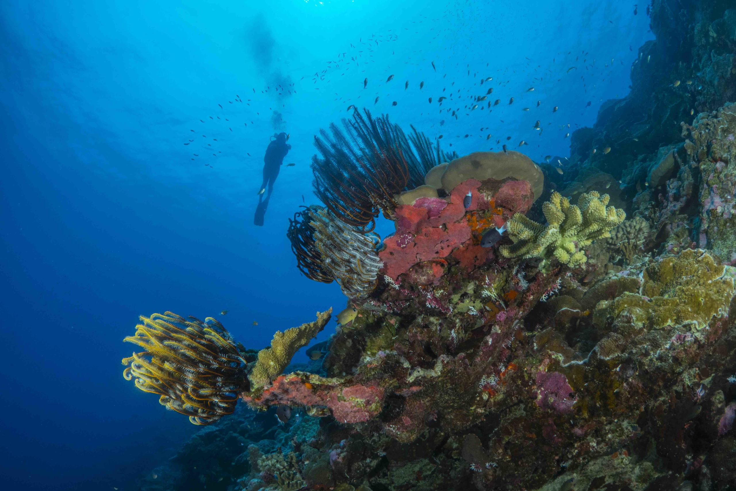 Christmas Island Diving Australia’s Galapagos