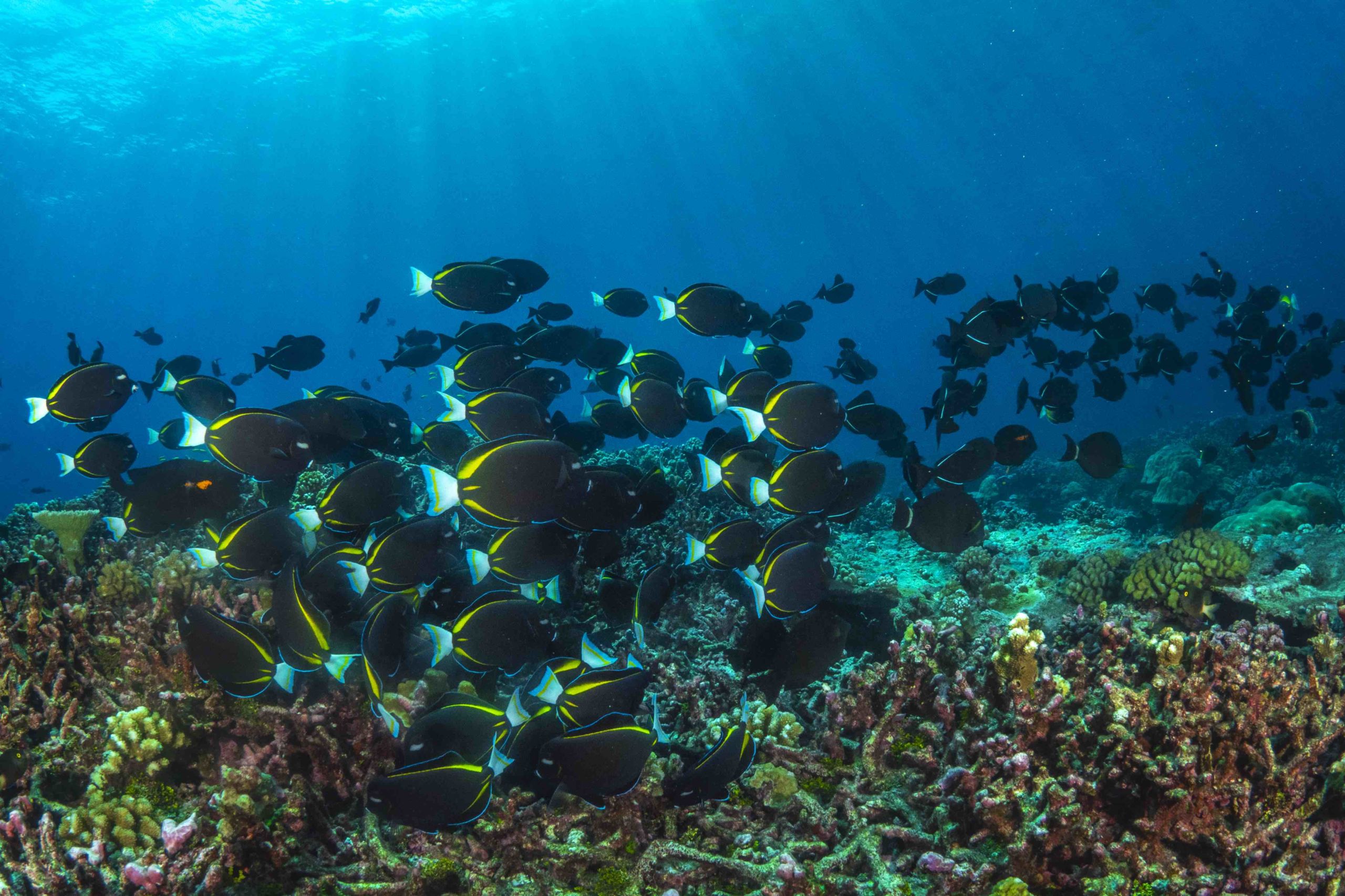 Christmas Island Diving Australia’s Galapagos