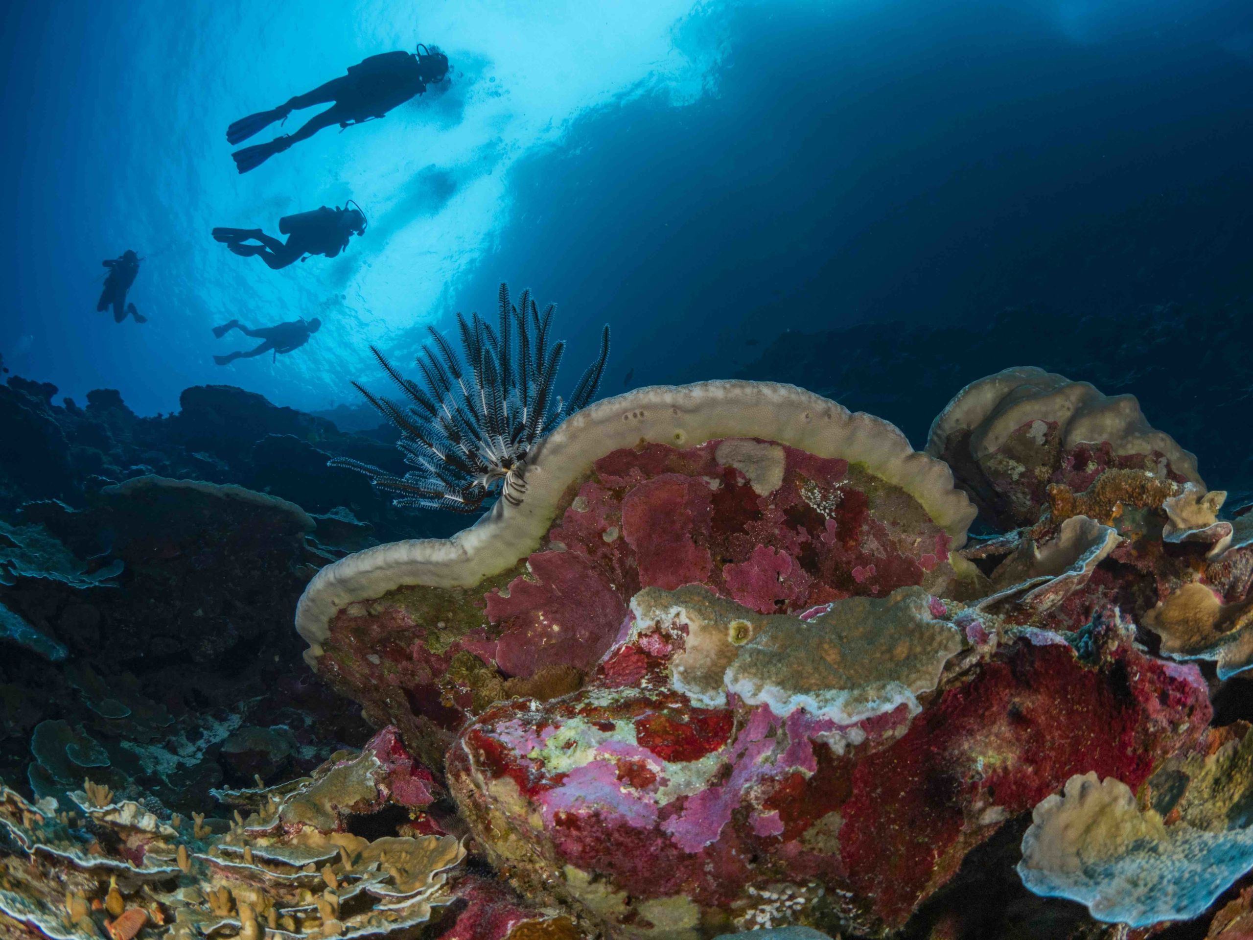 Christmas Island Diving Australia’s Galapagos