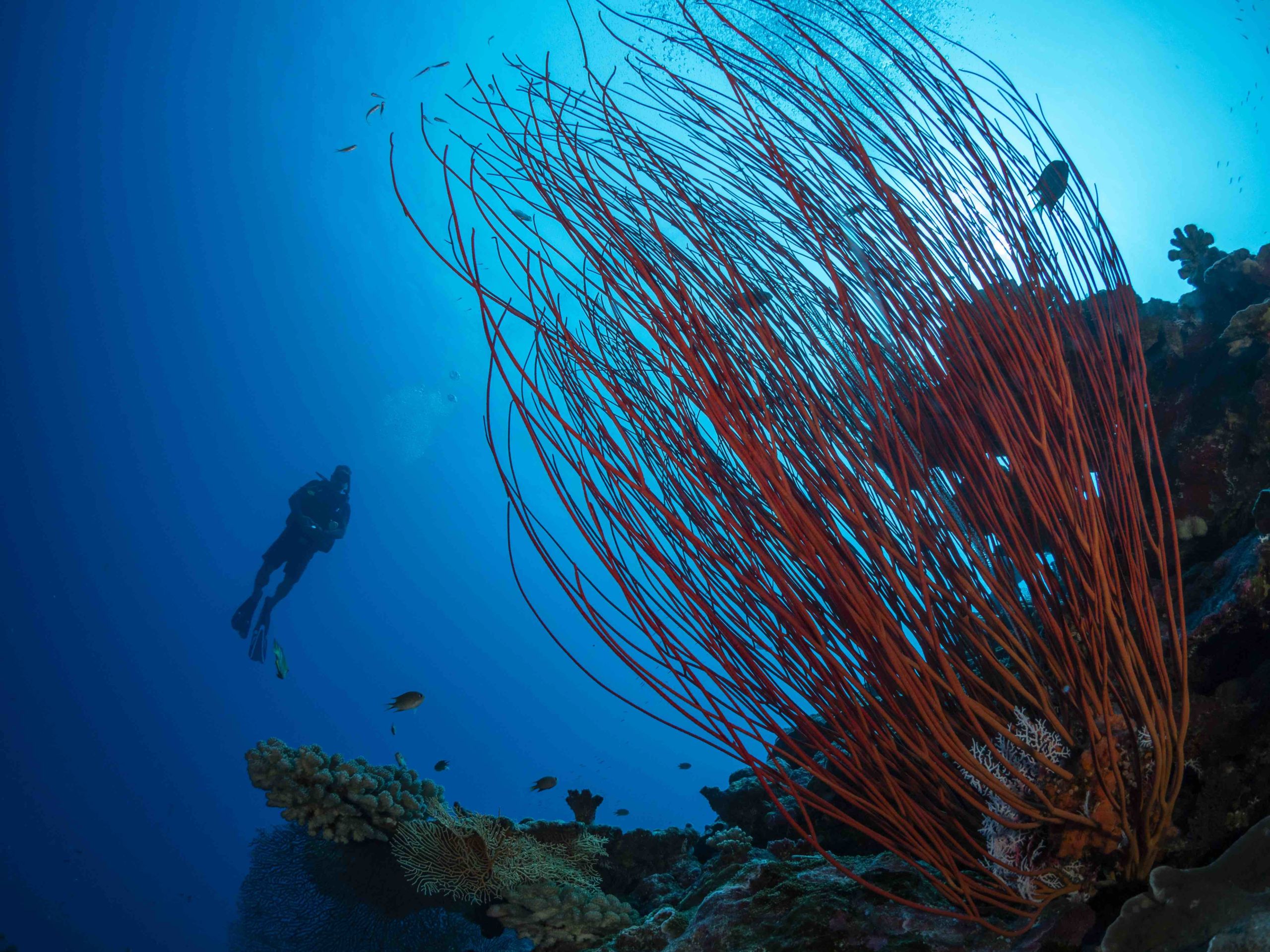 Christmas Island Diving Australia’s Galapagos