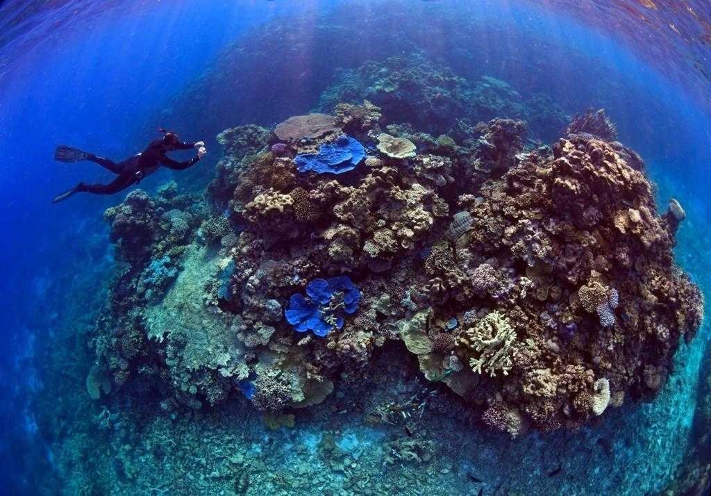 Citizens CEO Andy Ridley taking survey photos during expedition to the Swain Reefs on Adori II.