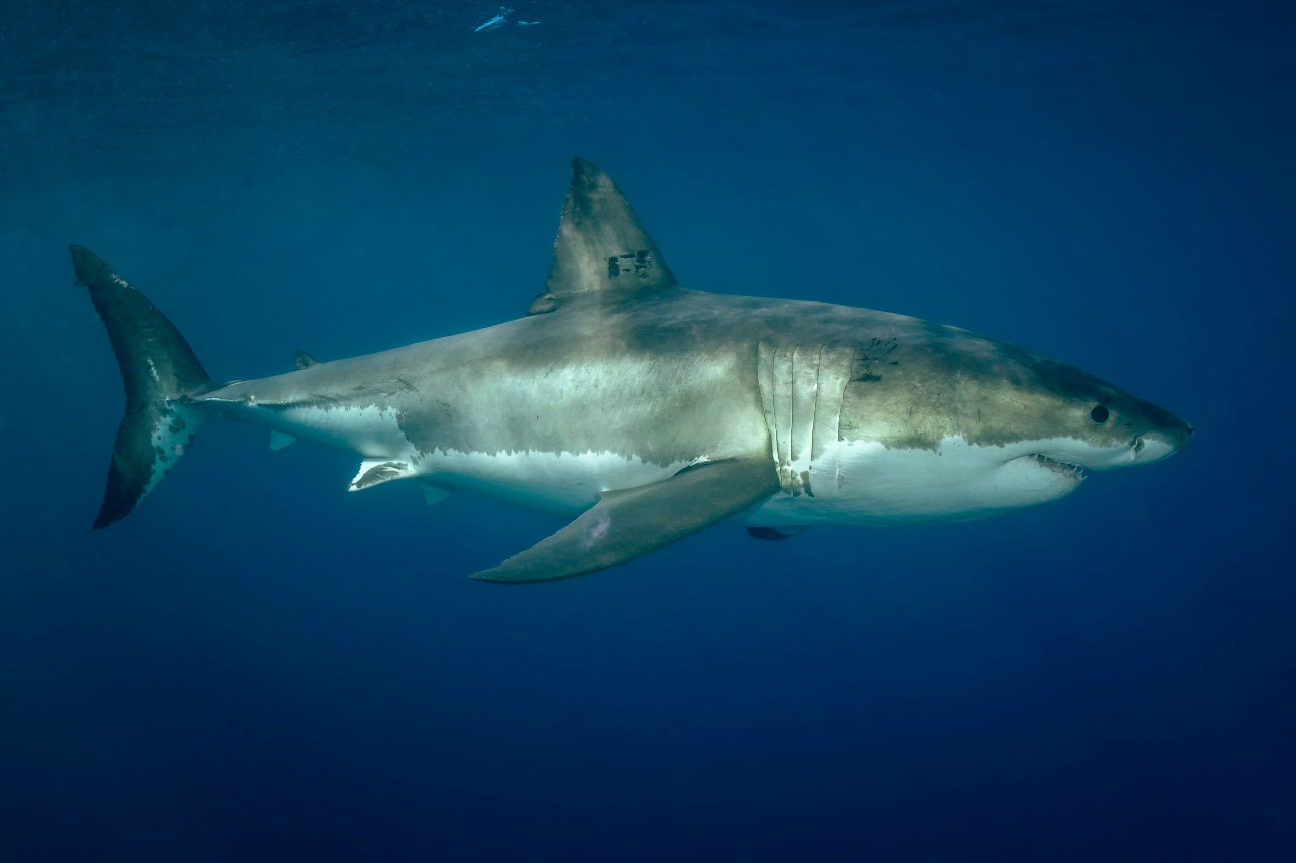 Cruising great white shark