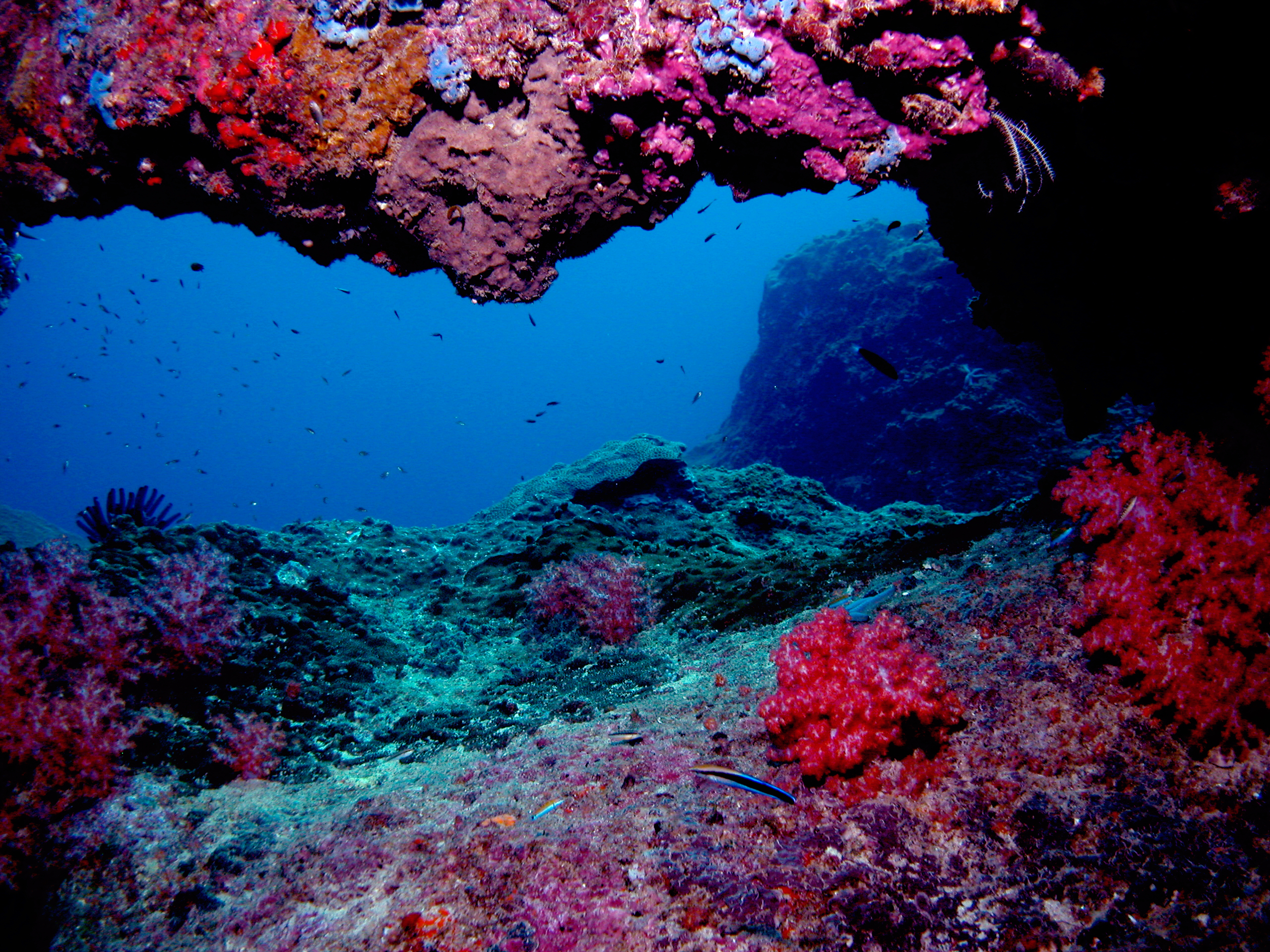 Discover Diving in Sarawak 7 Discover Diving in Sarawak