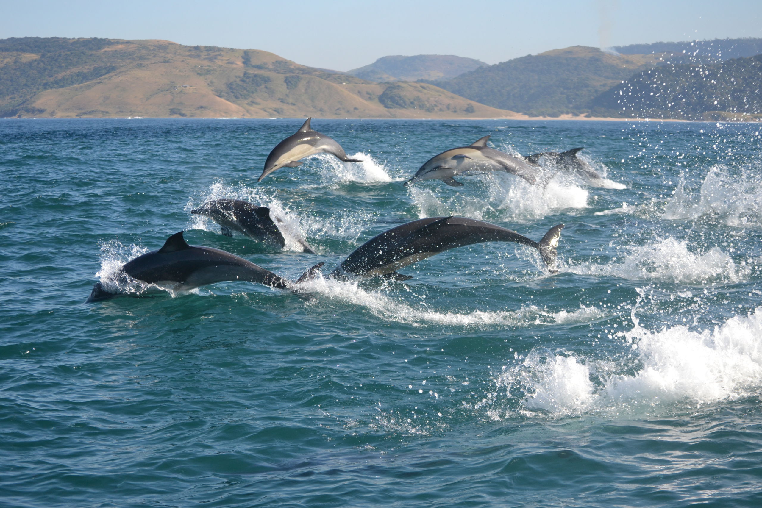 Spectacular Sardine Run