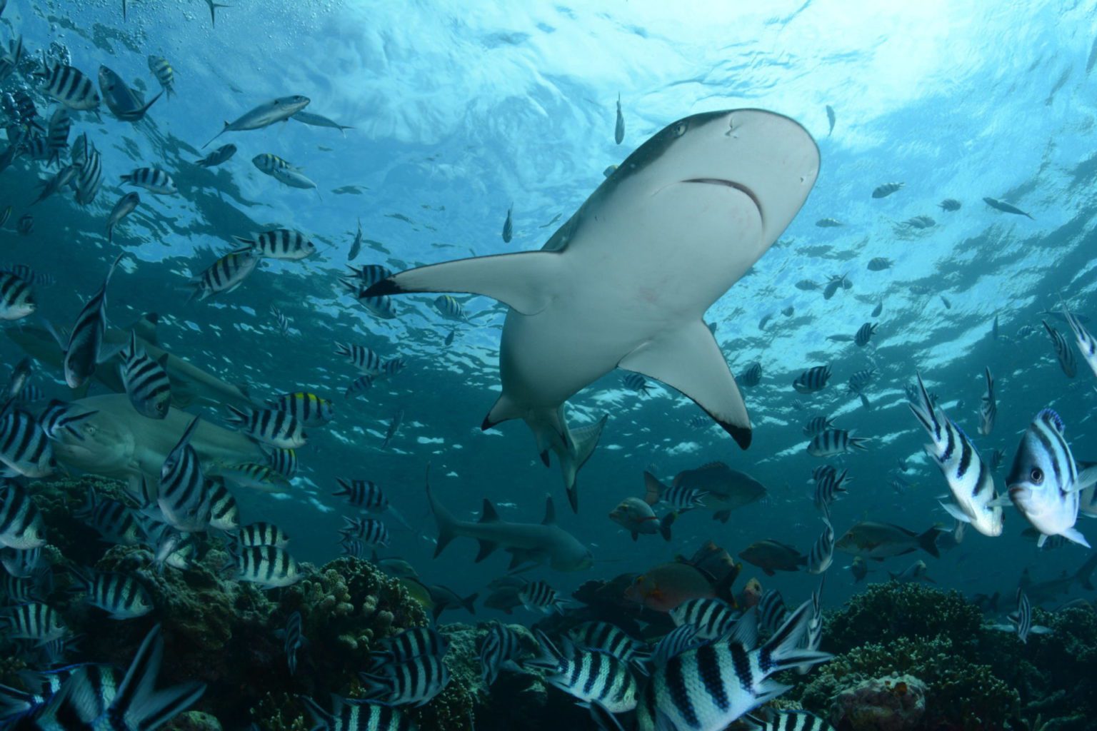 Maldives Planning to Legalise Shark Fishing