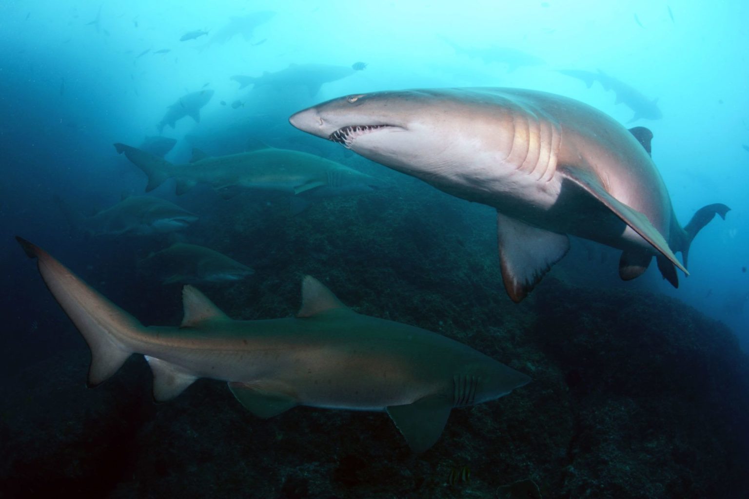 New Western Australia shark cull proposed