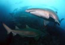 New Western Australia shark cull proposed