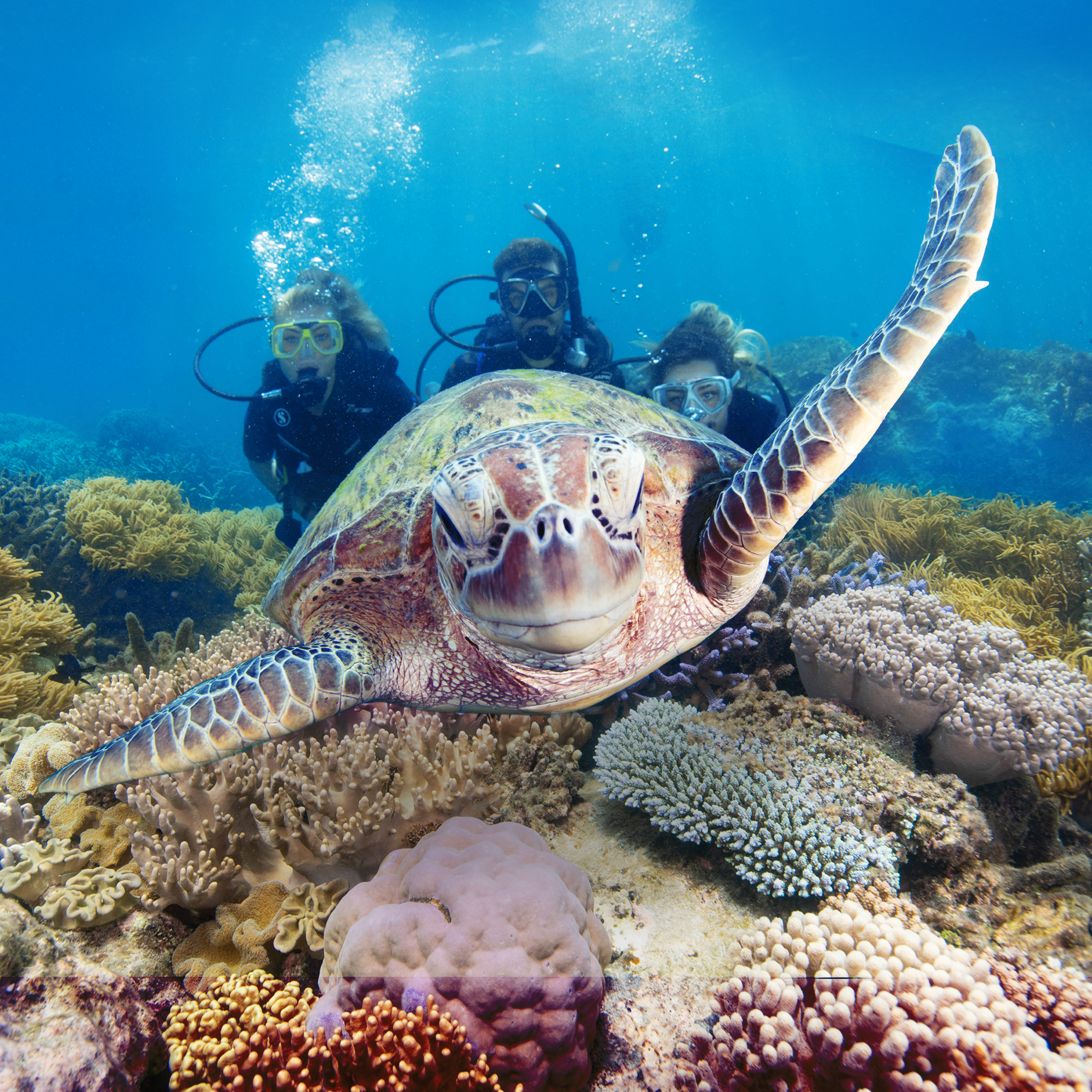 Sunlover Reef Cruises Family Tours