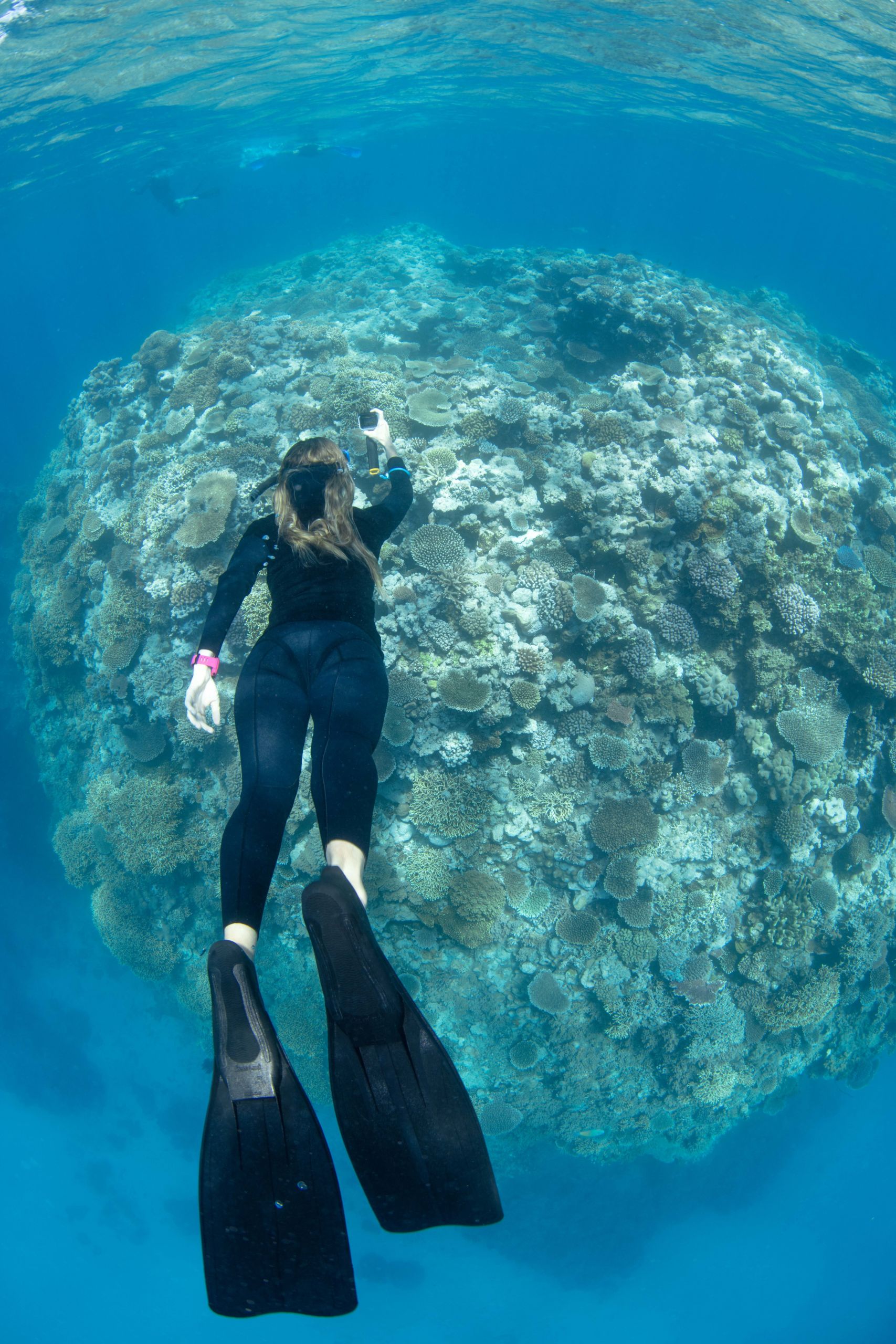 Diver Michelle Barry undertakes Great Reef Census survey.