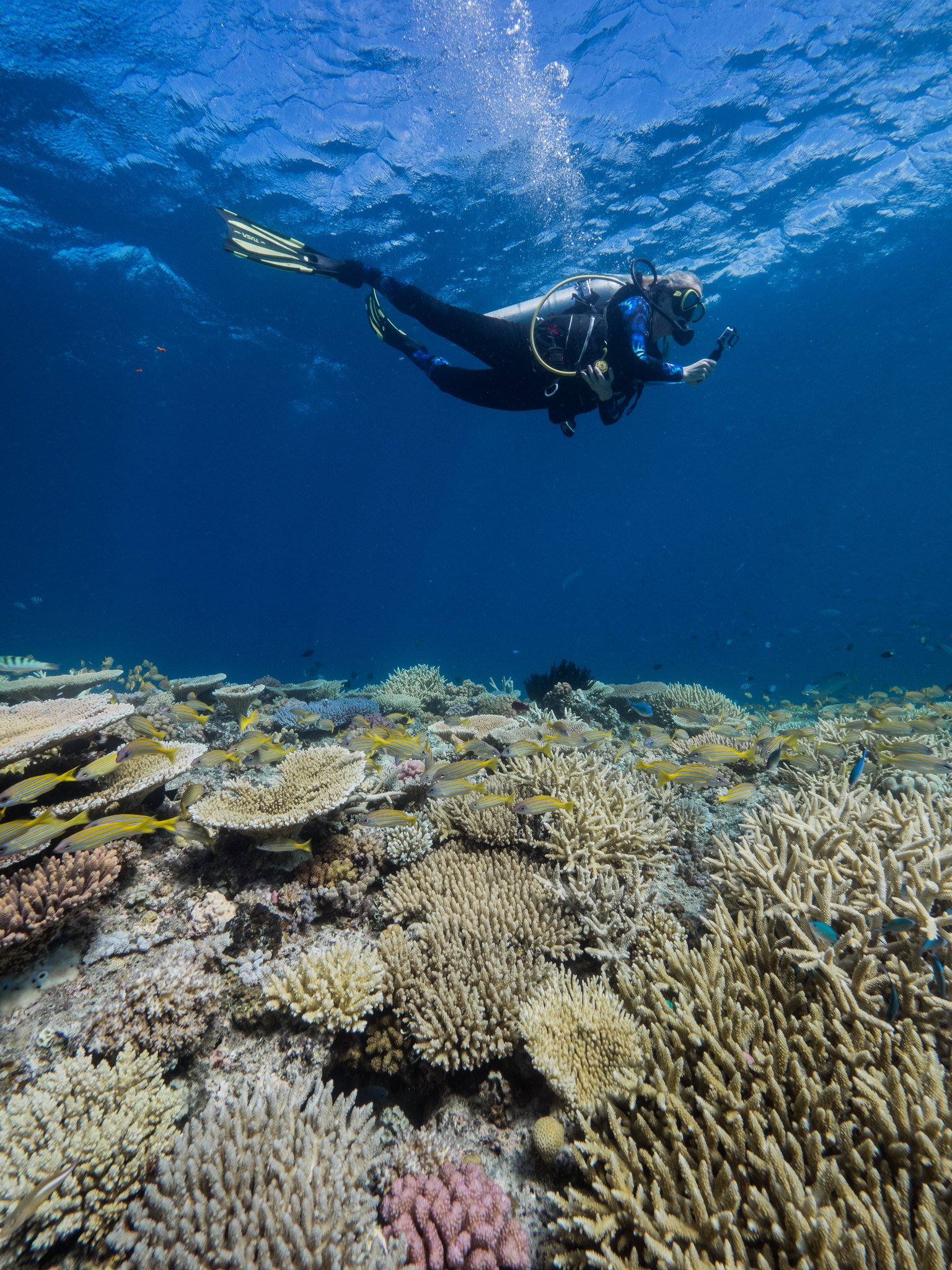 Diver taking survey photos for the Great Reef Census at the Ribbon Reefs.