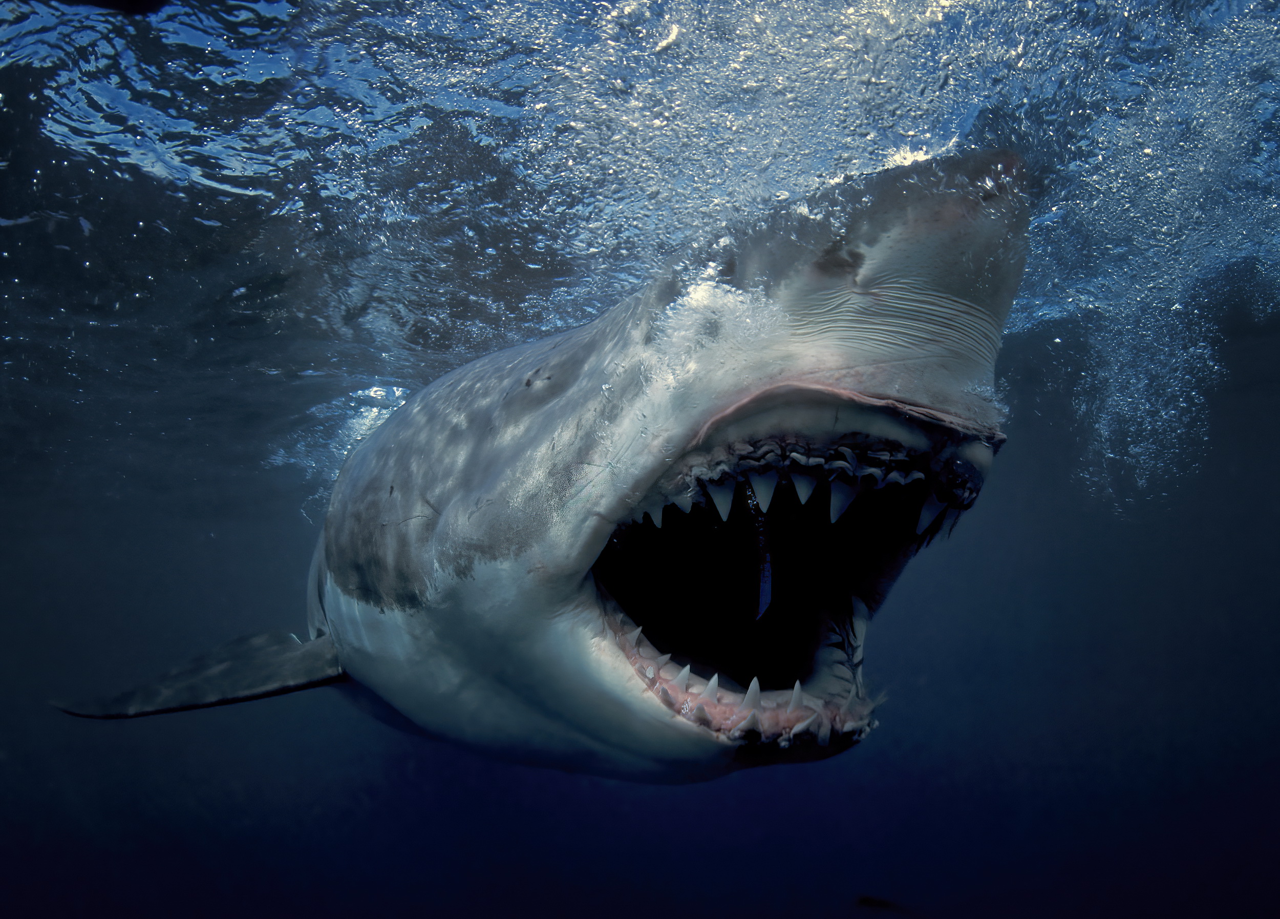 Great White Shark Legend Rodney Fox