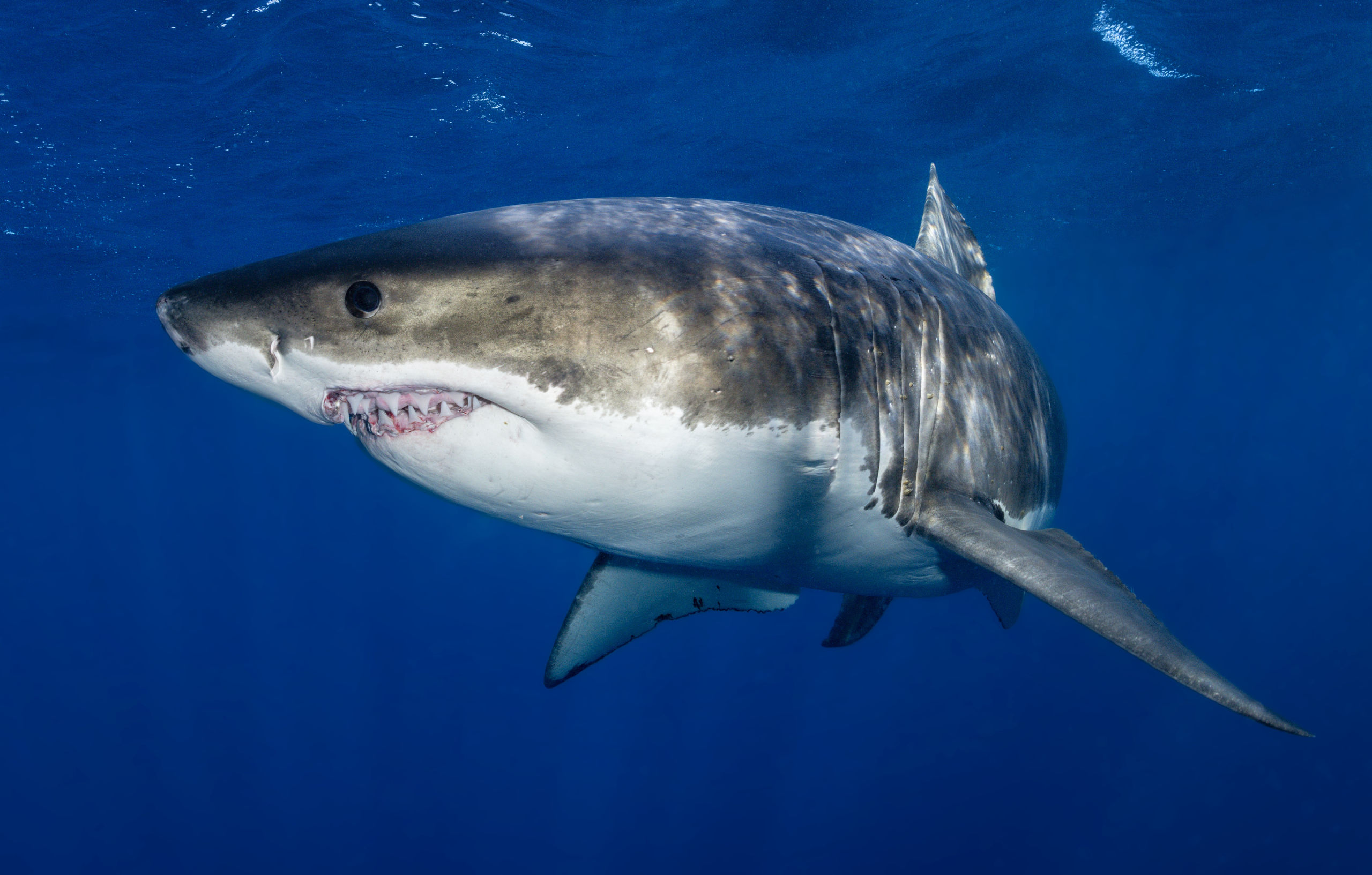 Great white patrols near the cage