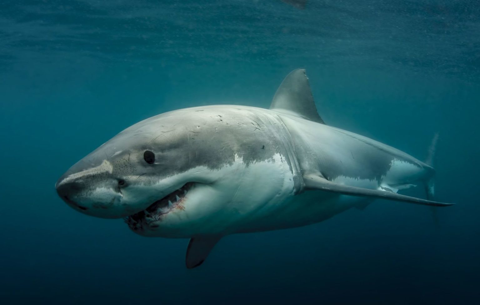 Great White Shark Legend Rodney Fox