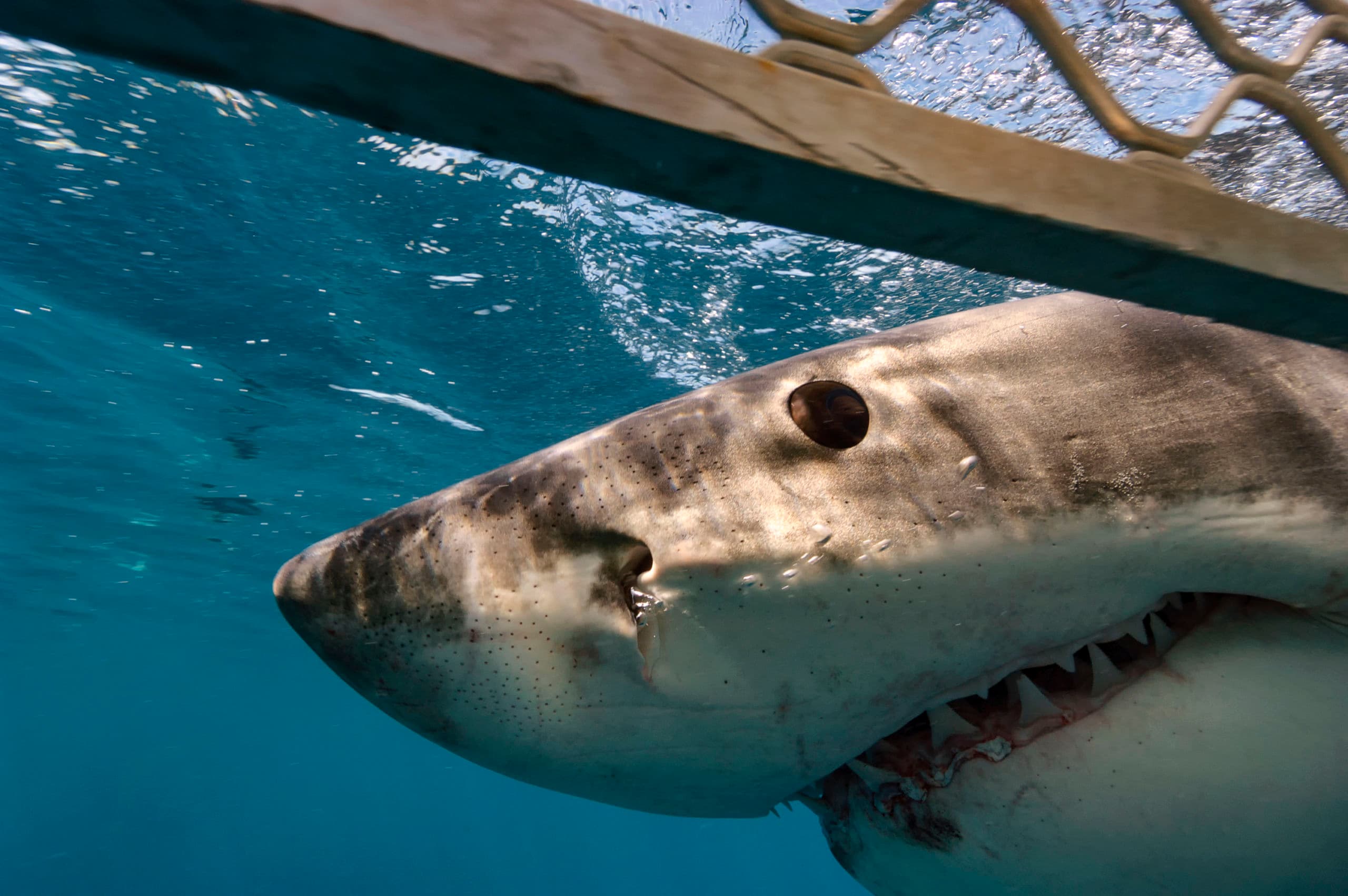 Great white shark checks out the cage