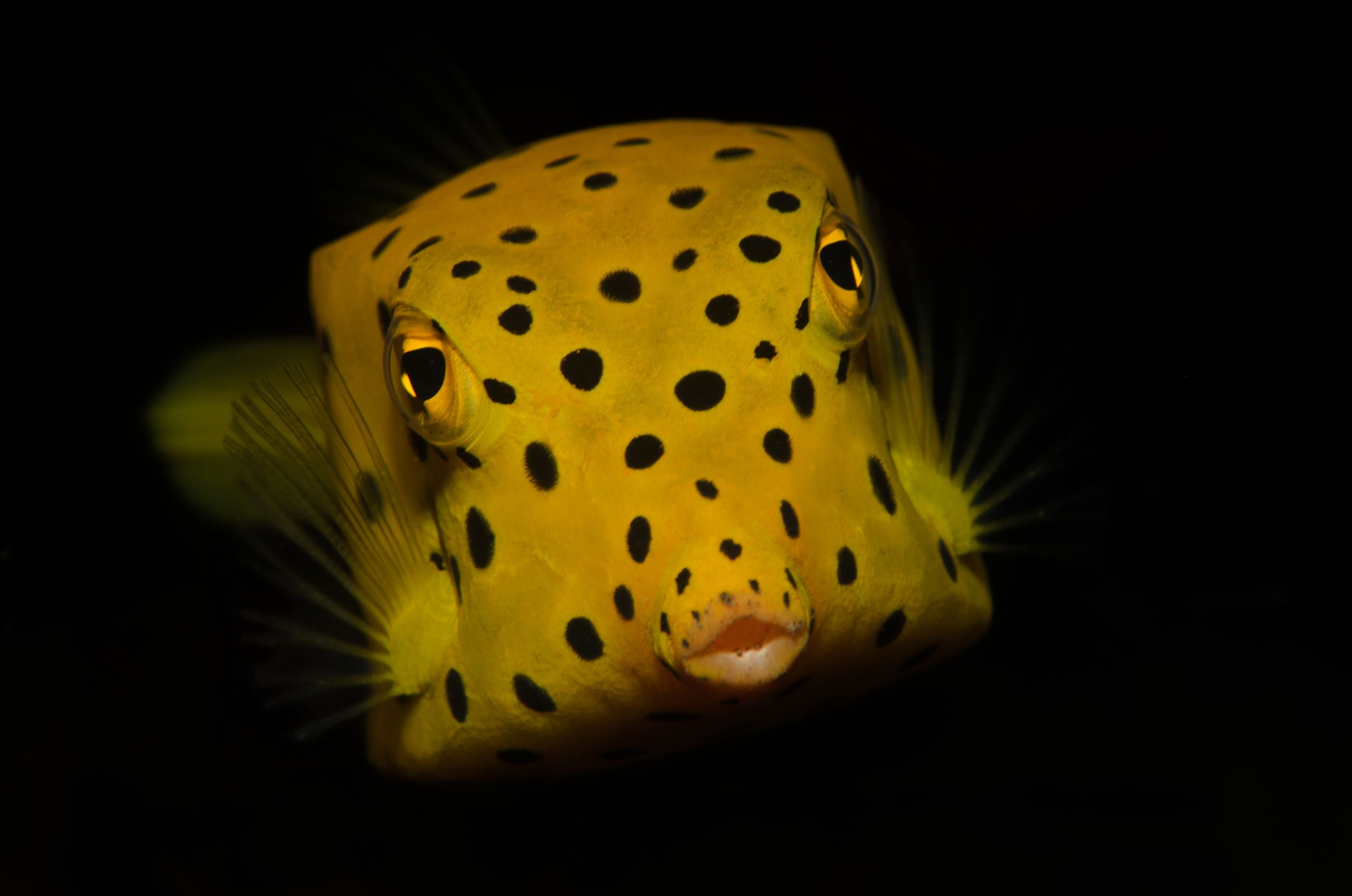 Juvenile Yellow Box Fish by Ben Philippes