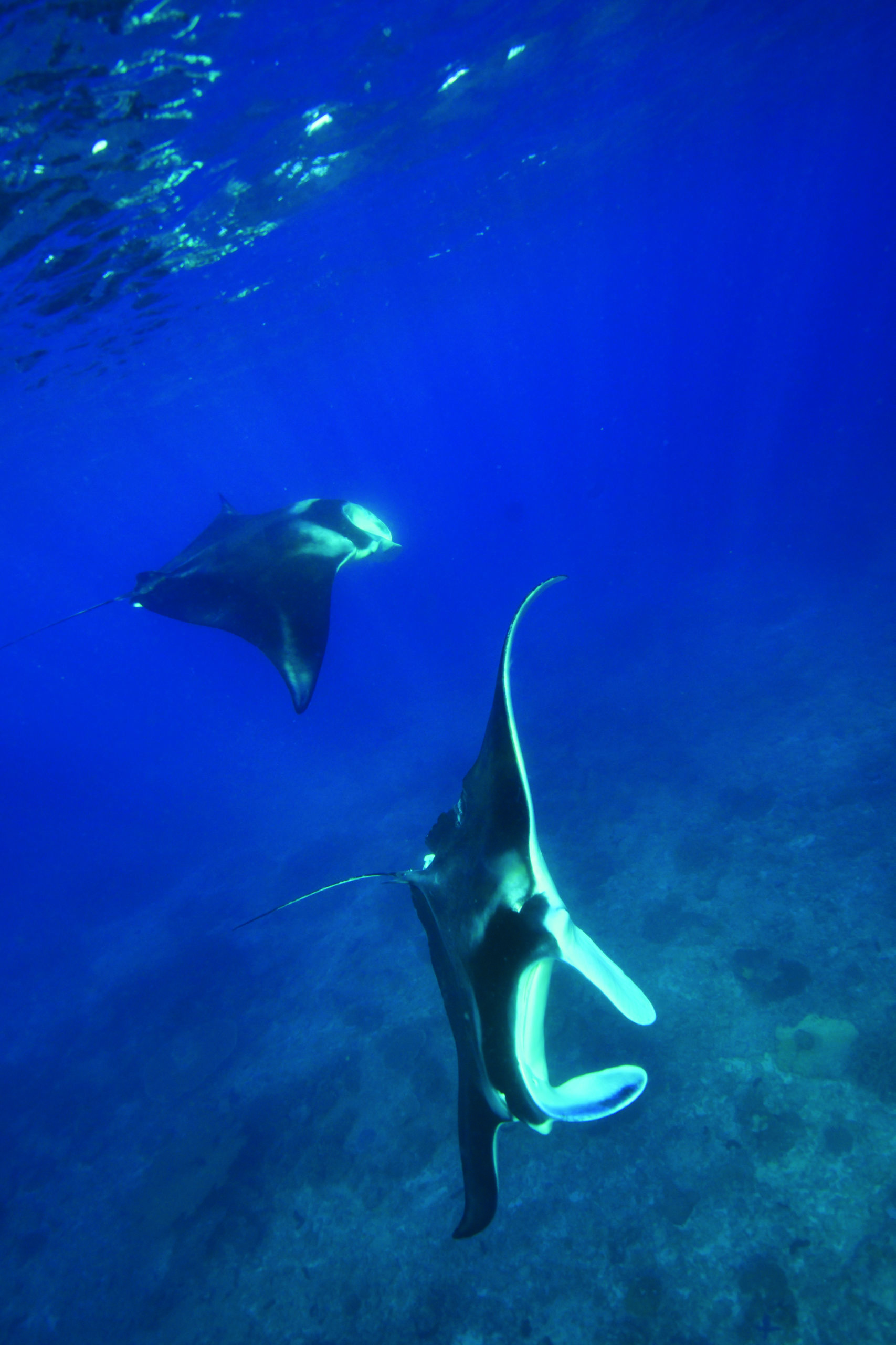 5 Unique Great Barrier Reef Dives 