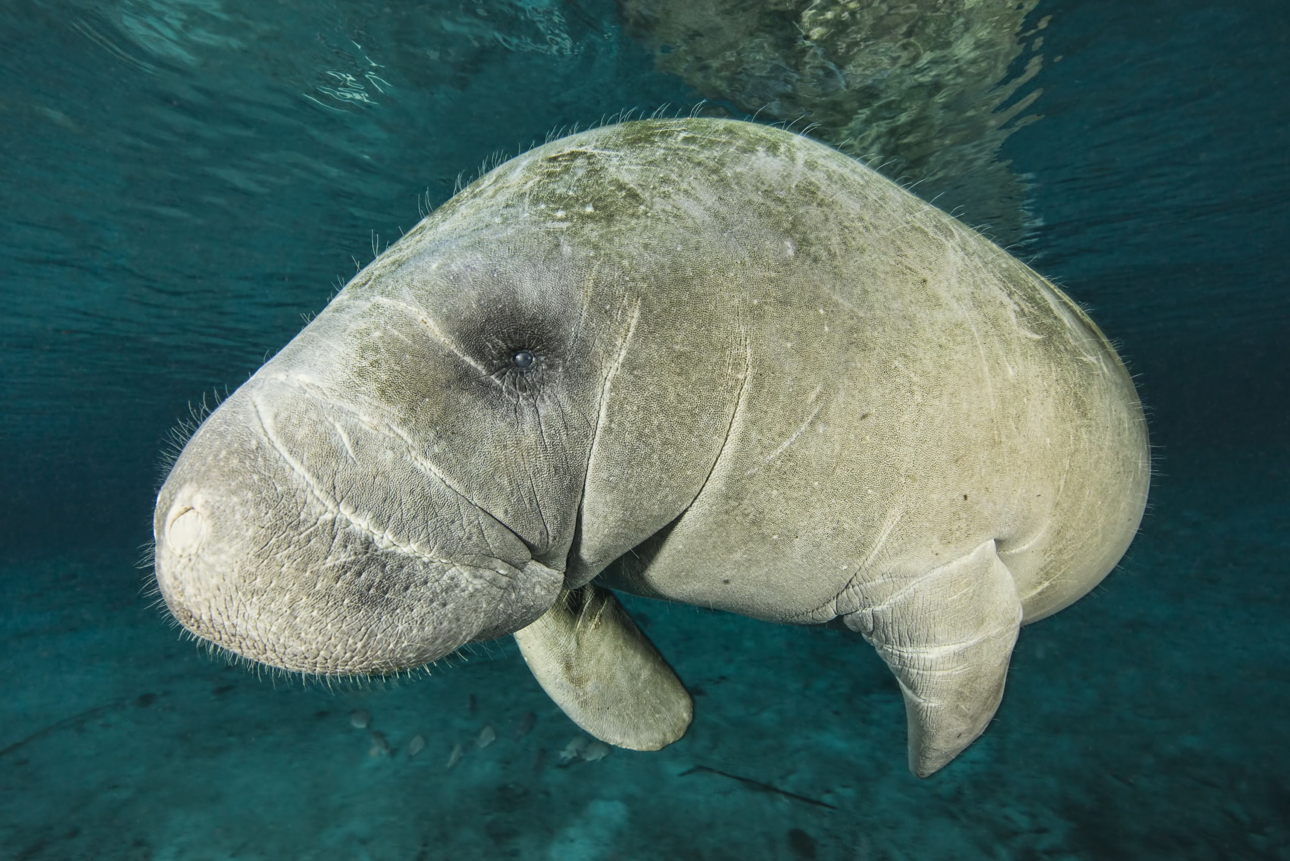 Manatees of the Crystal River - Big Animal Encounters with Don Silcock