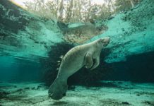 Manatees of the Crystal River – Big Animal Encounters with Don Silcock