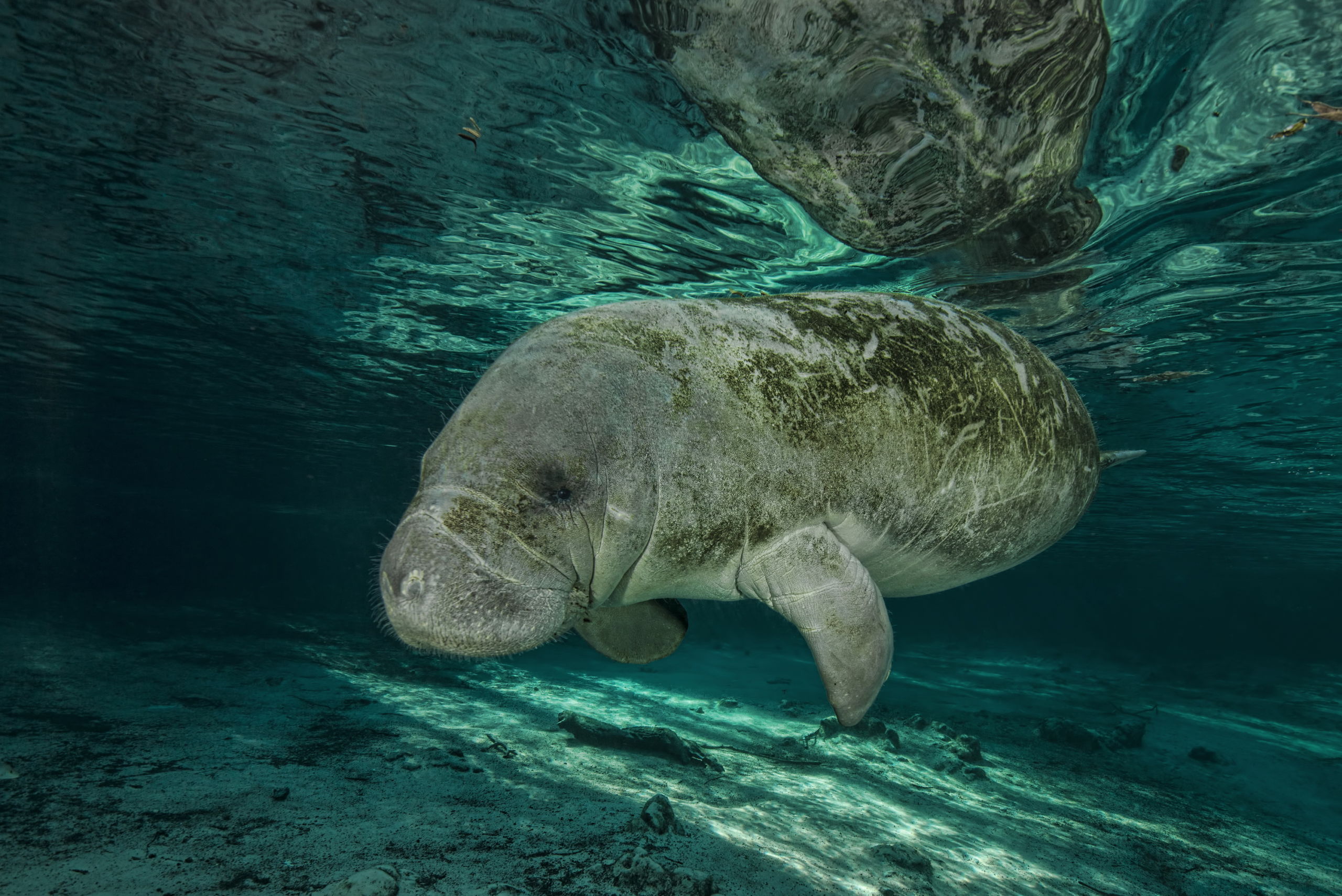 Manatees of the Crystal River - Big Animal Encounters with Don Silcock