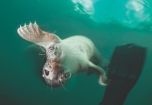 Photography Tips For Diving With Seals