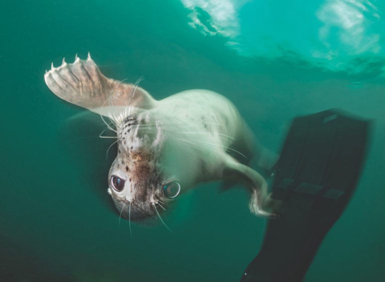 Photography Tips For Diving With Seals