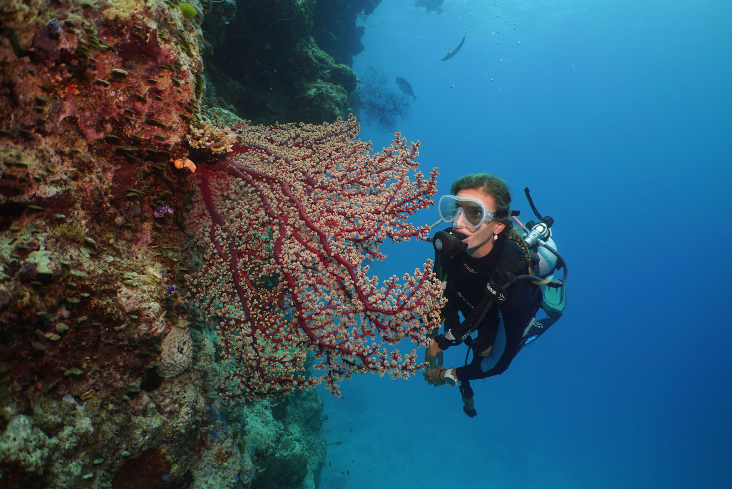 Silversonic Diver Nursey Coral