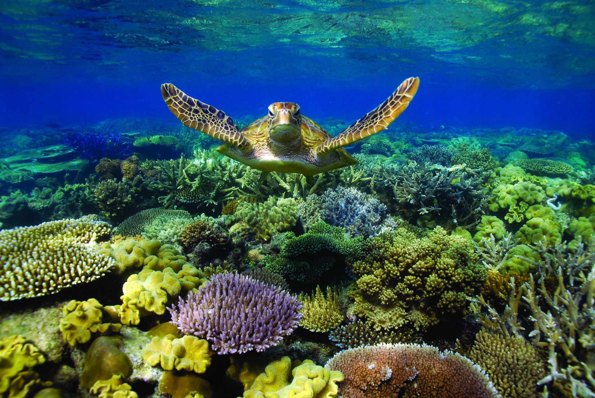 Sunlover Reef Cruises Great Barrier Reef