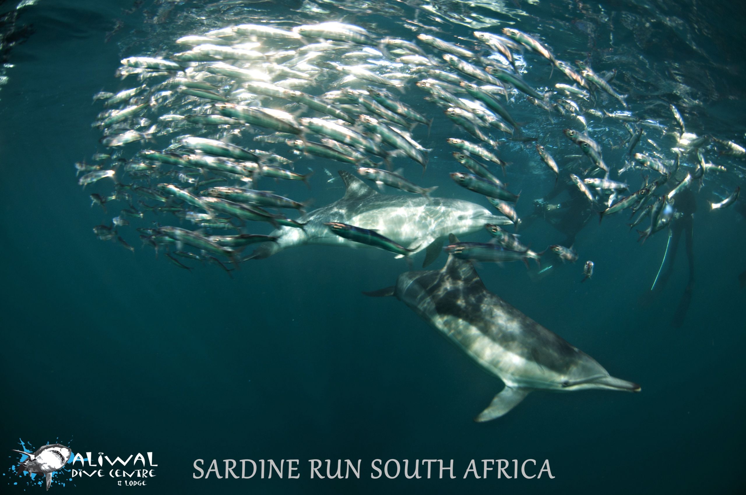 Spectacular Sardine Run