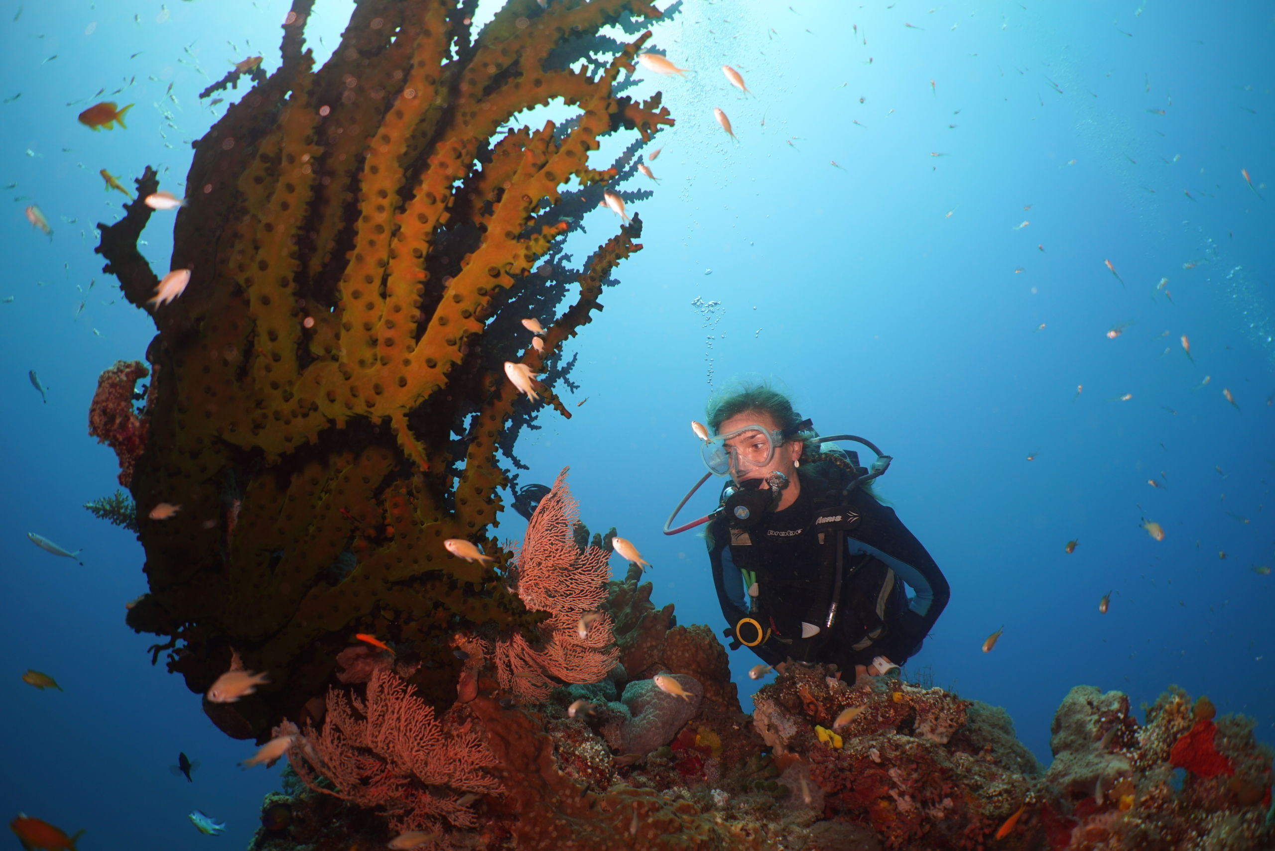 The Point Dive Site Agincourt Reef - Silversonic Series Port Douglas