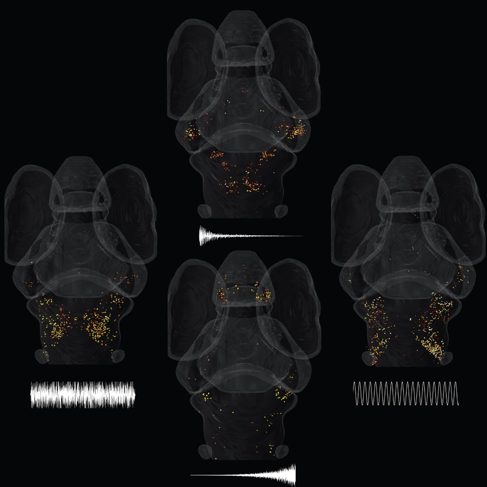 Video of Fish DJ at University of Queensland 2 Zebrafish Auditory