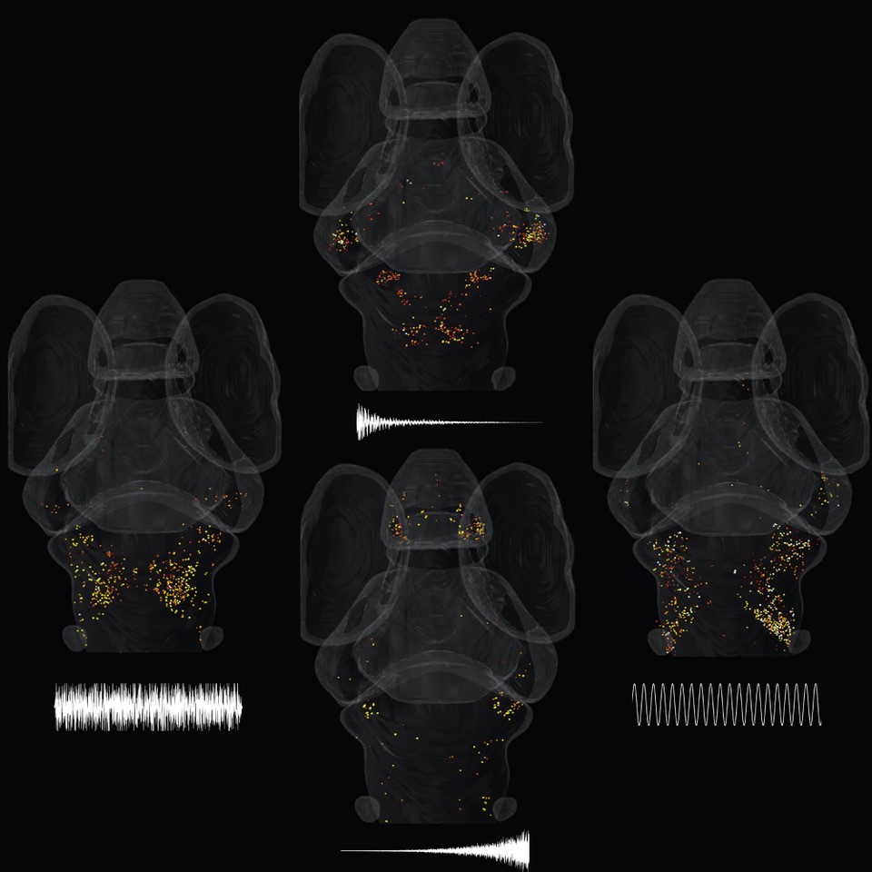 Zebrafish Auditory