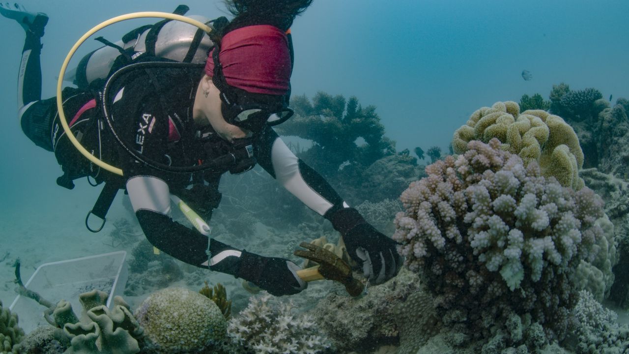 Coral planting. Credit: Great barrier reef foundation